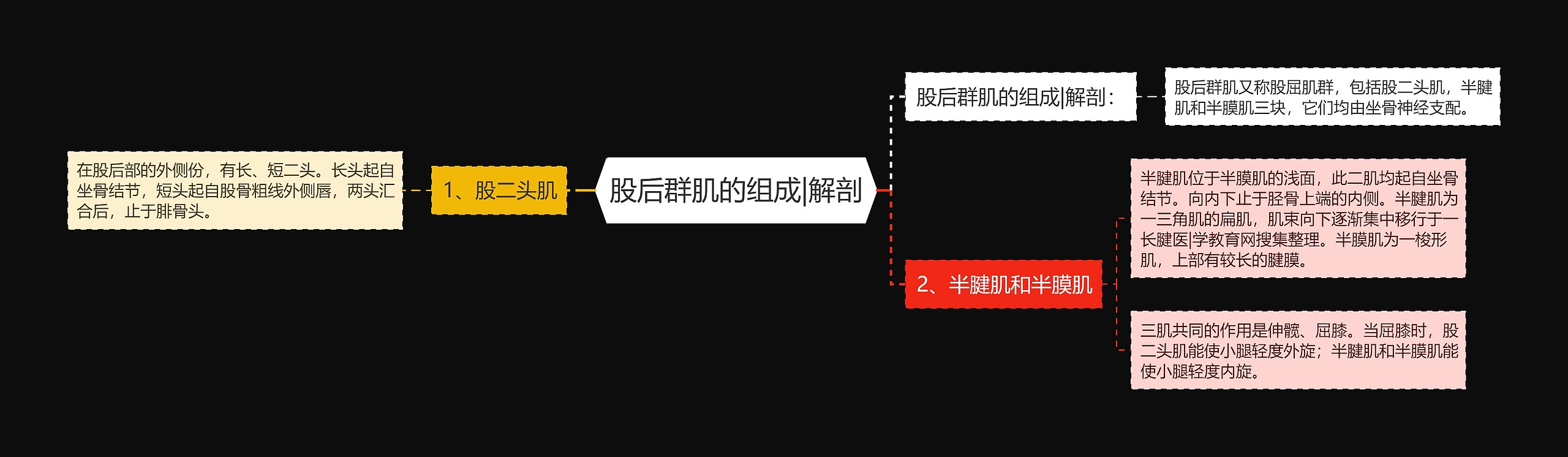 股后群肌的组成|解剖思维导图