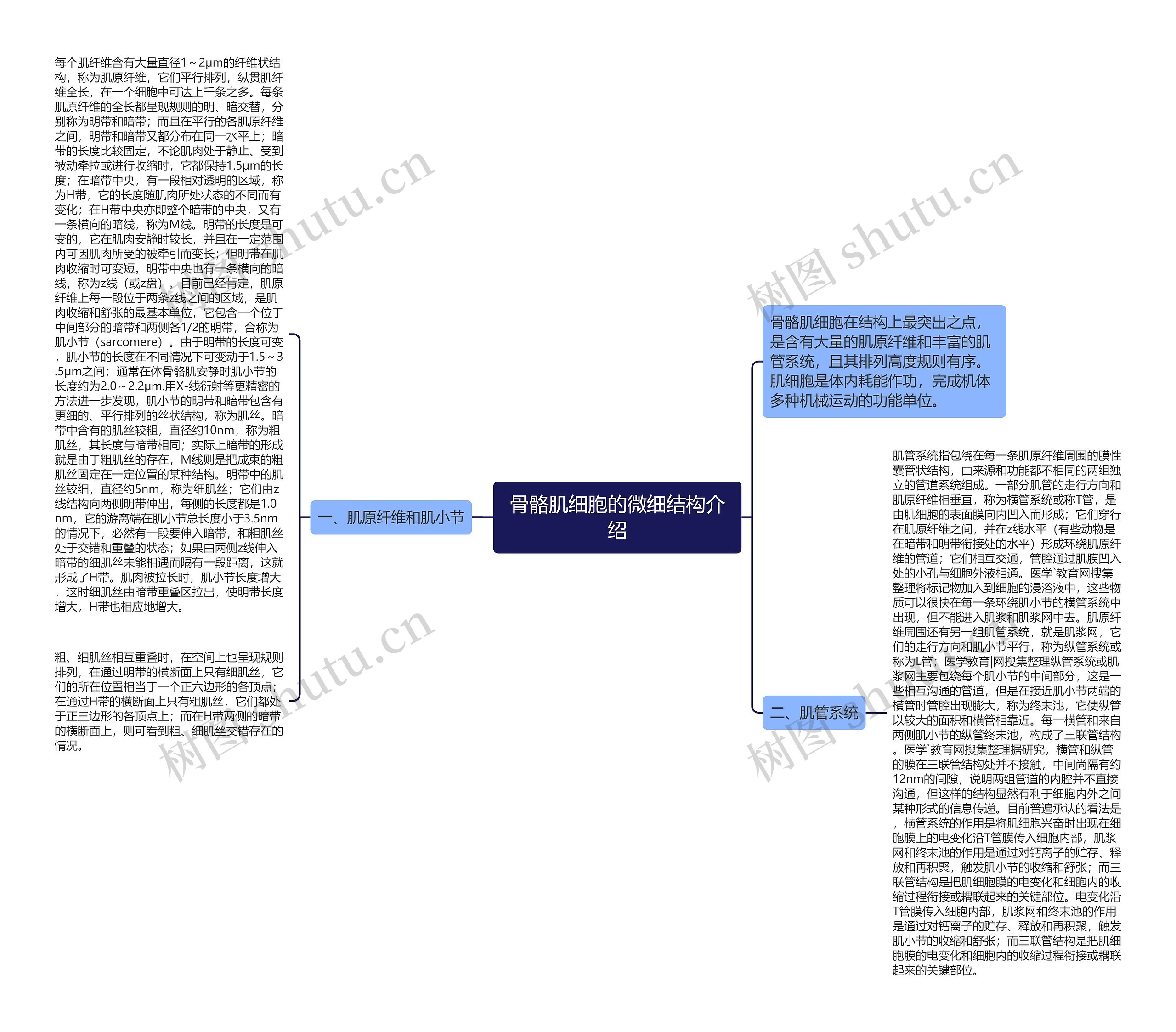 骨骼肌细胞的微细结构介绍 骨骼肌细胞的微细结构介绍