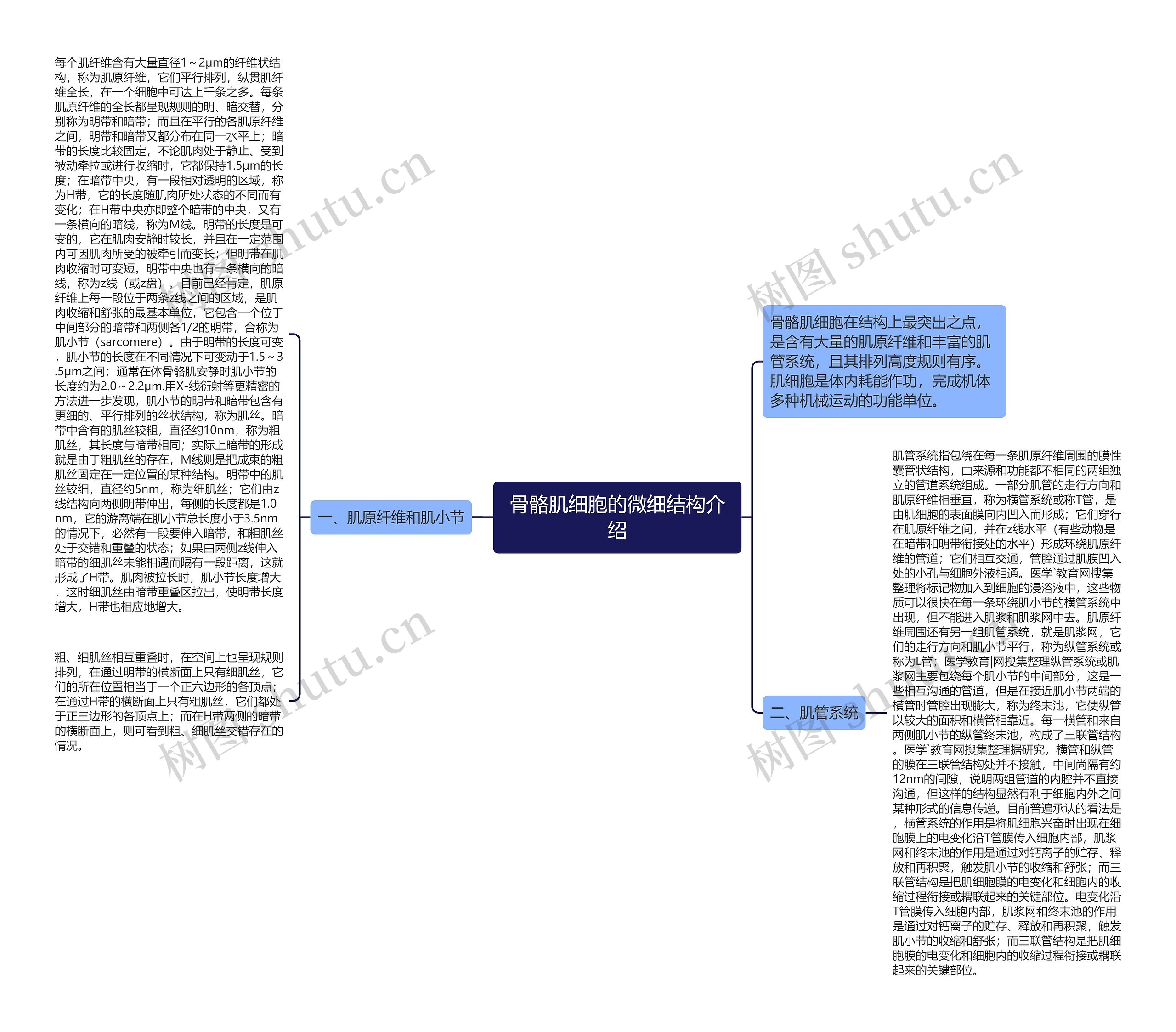 骨骼肌细胞的微细结构介绍思维导图