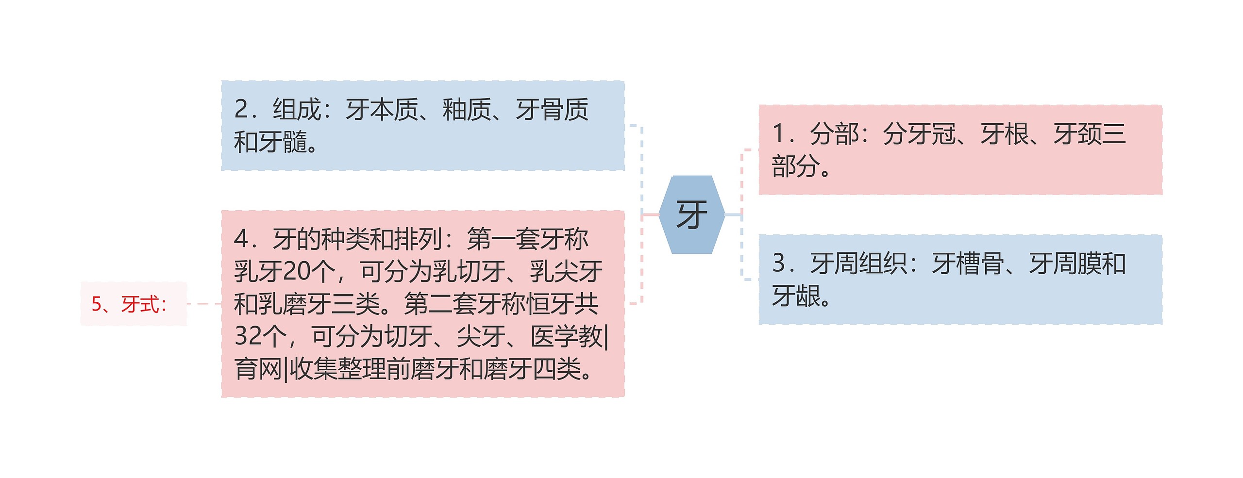 牙思维导图