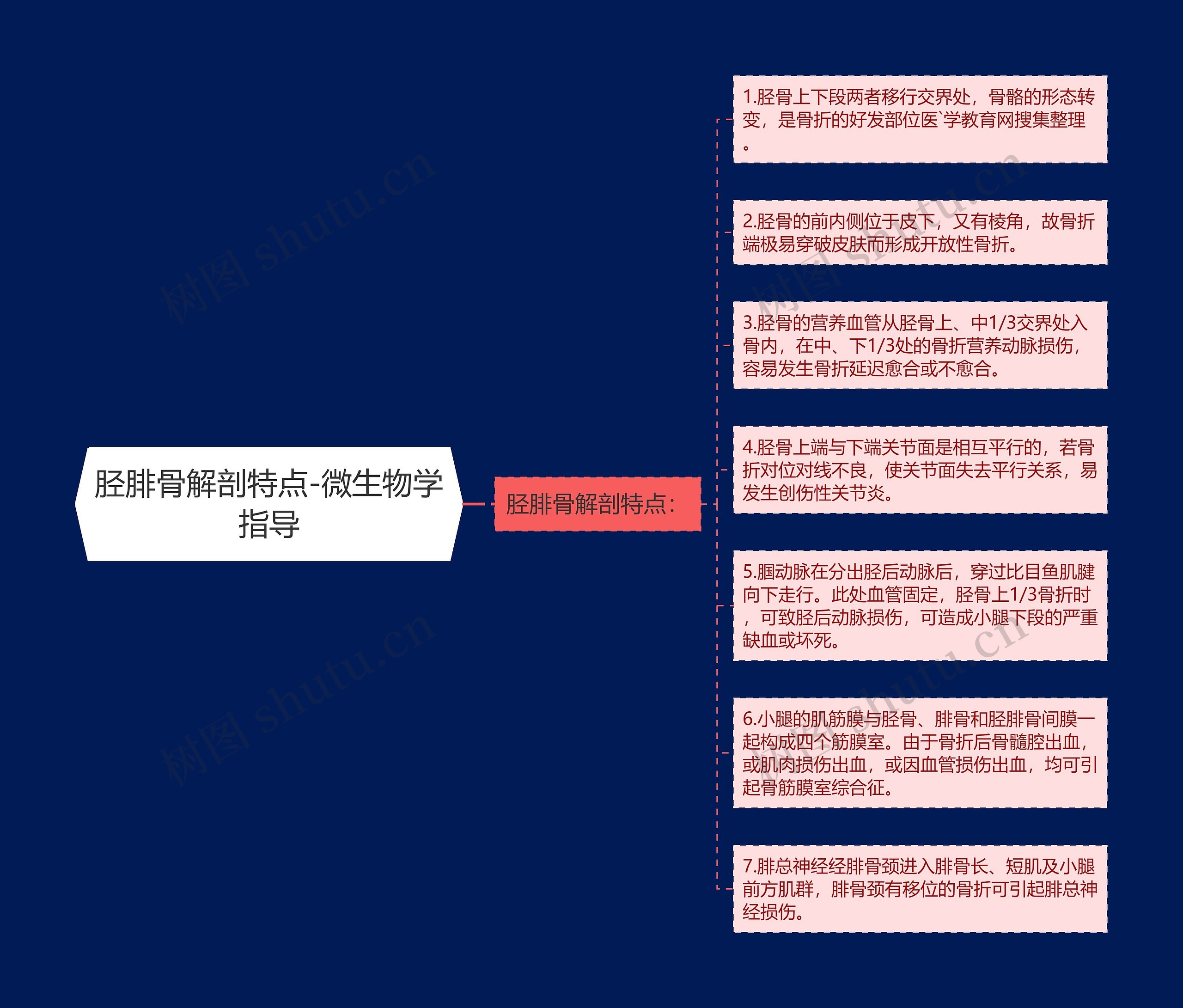 胫腓骨解剖特点-微生物学指导思维导图