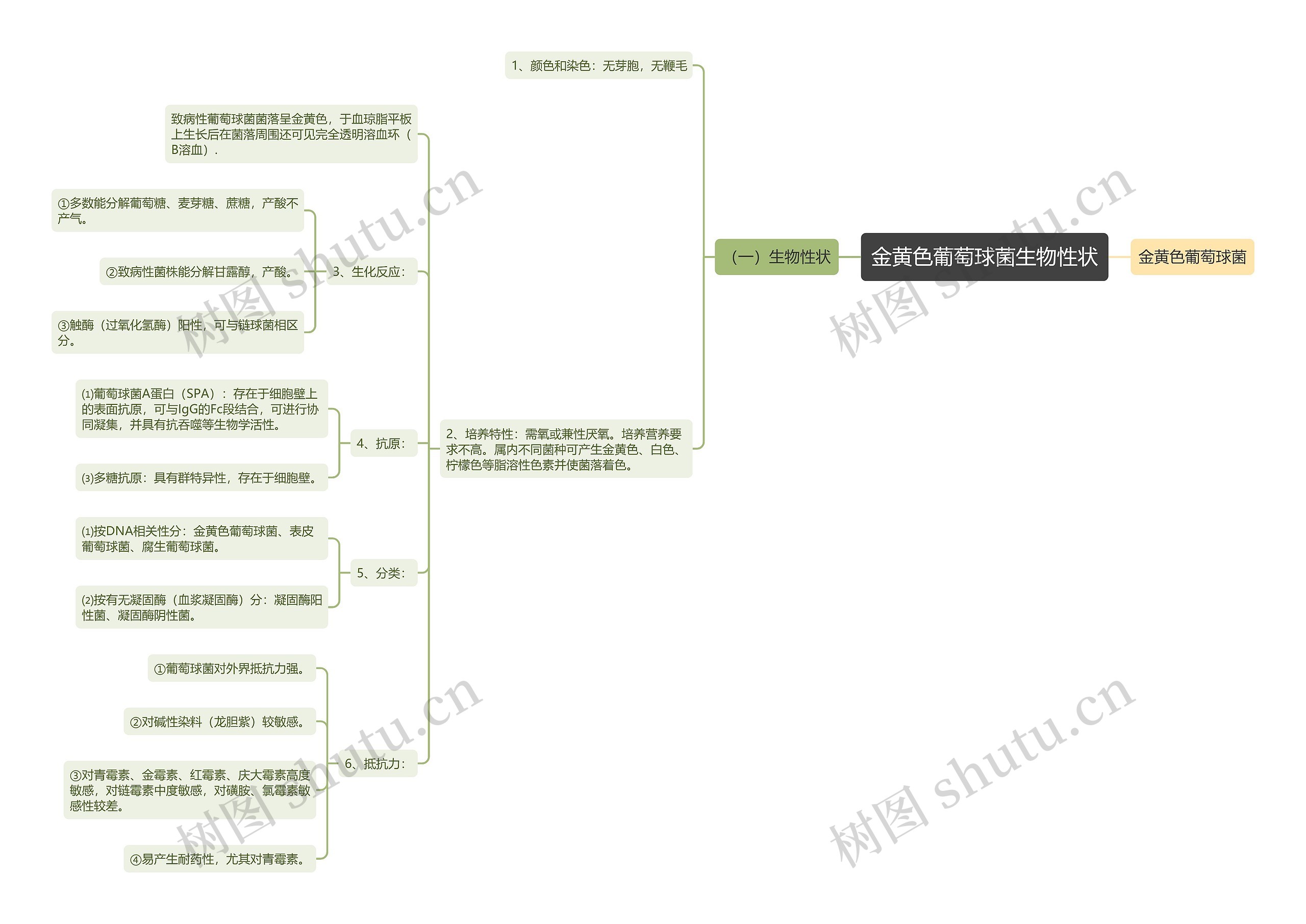 金黄色葡萄球菌生物性状思维导图