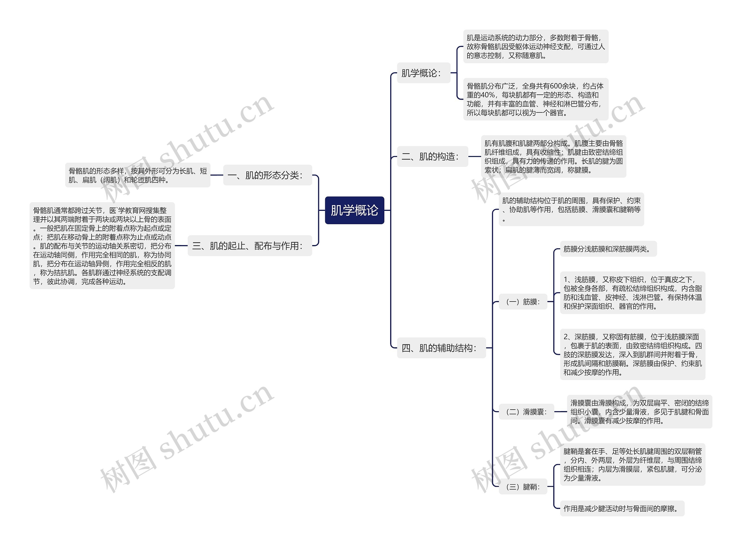 肌学概论思维导图