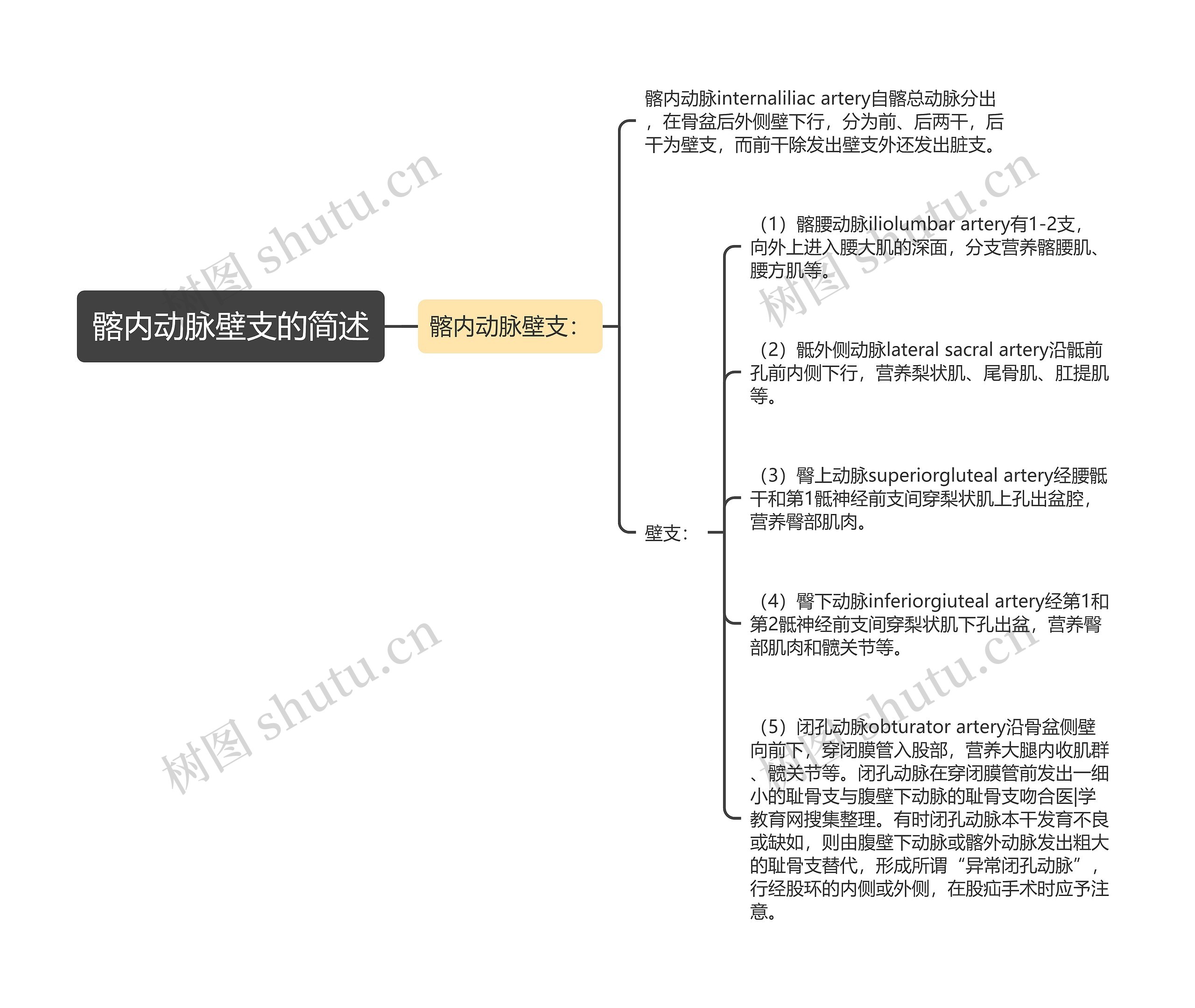 髂内动脉壁支的简述 髂内动脉壁支的简述