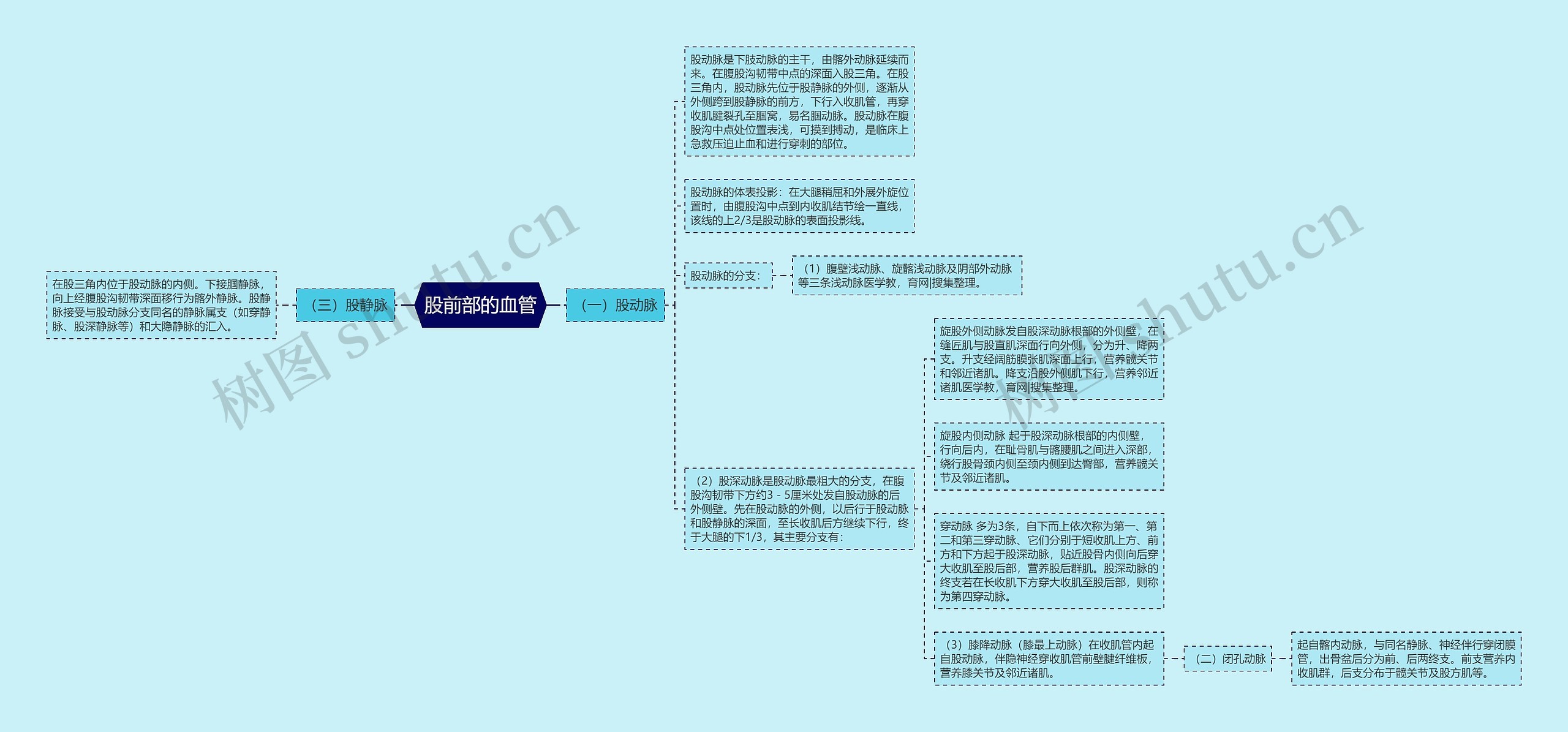 股前部的血管