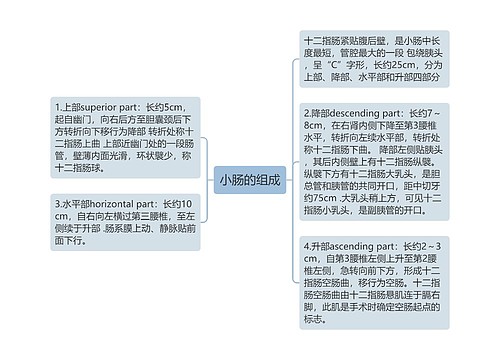 小肠的组成