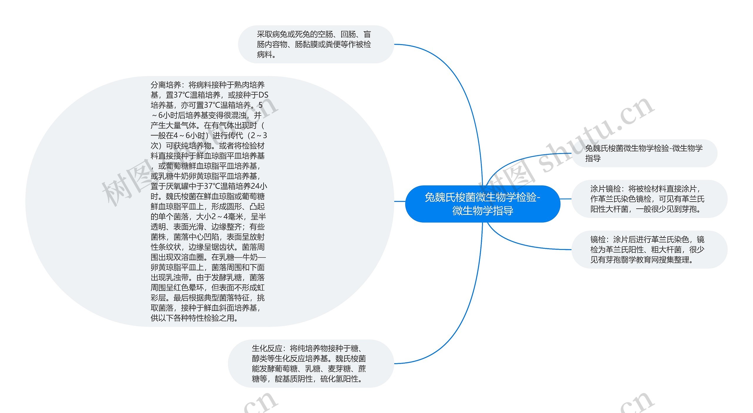 兔魏氏梭菌微生物学检验-微生物学指导