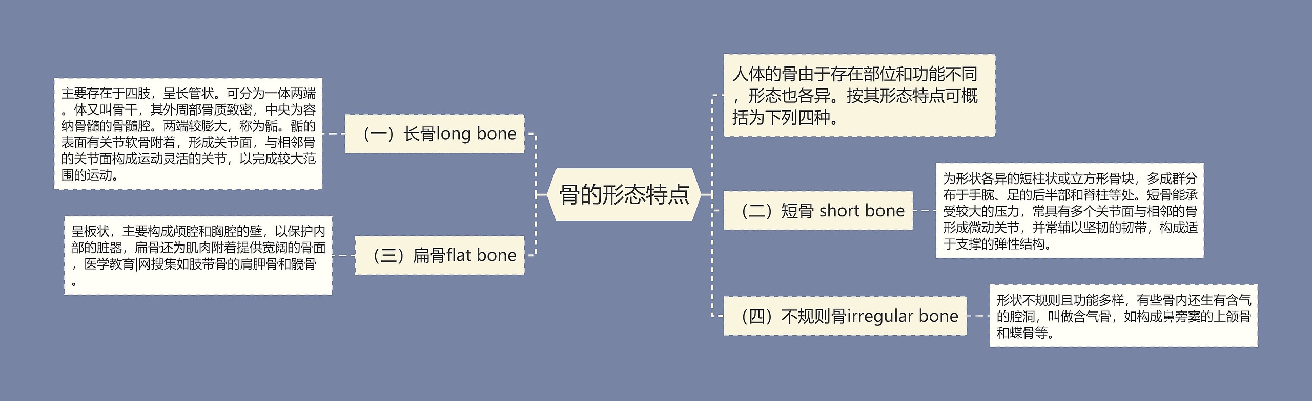 骨的形态特点思维导图