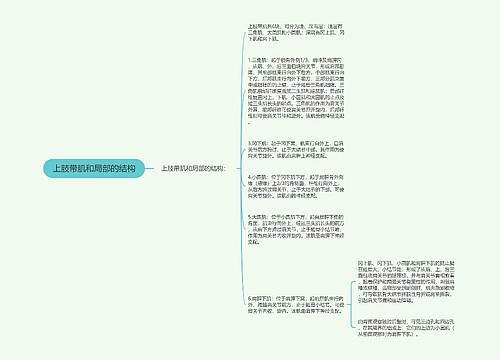 上肢带肌和局部的结构