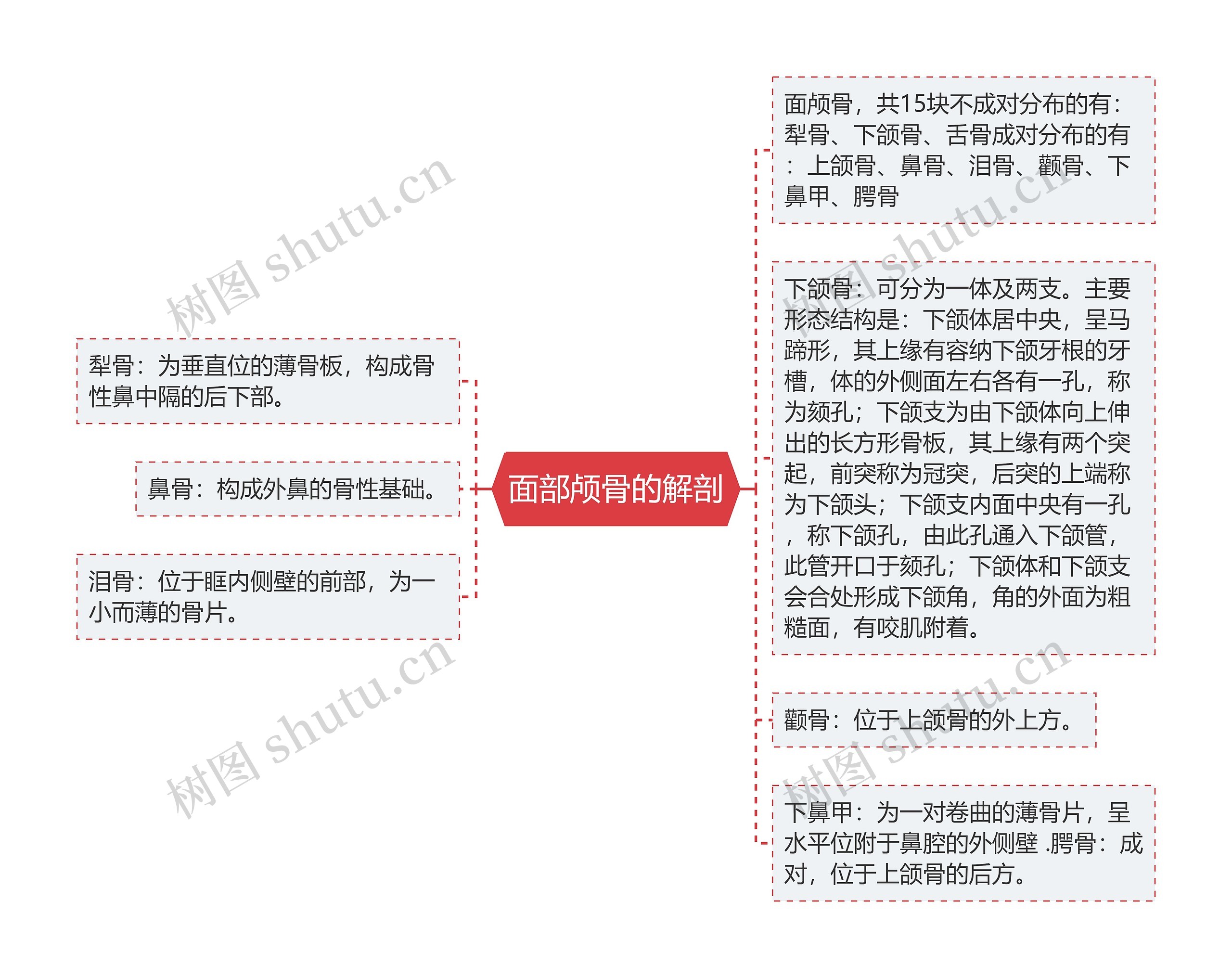 面部颅骨的解剖思维导图