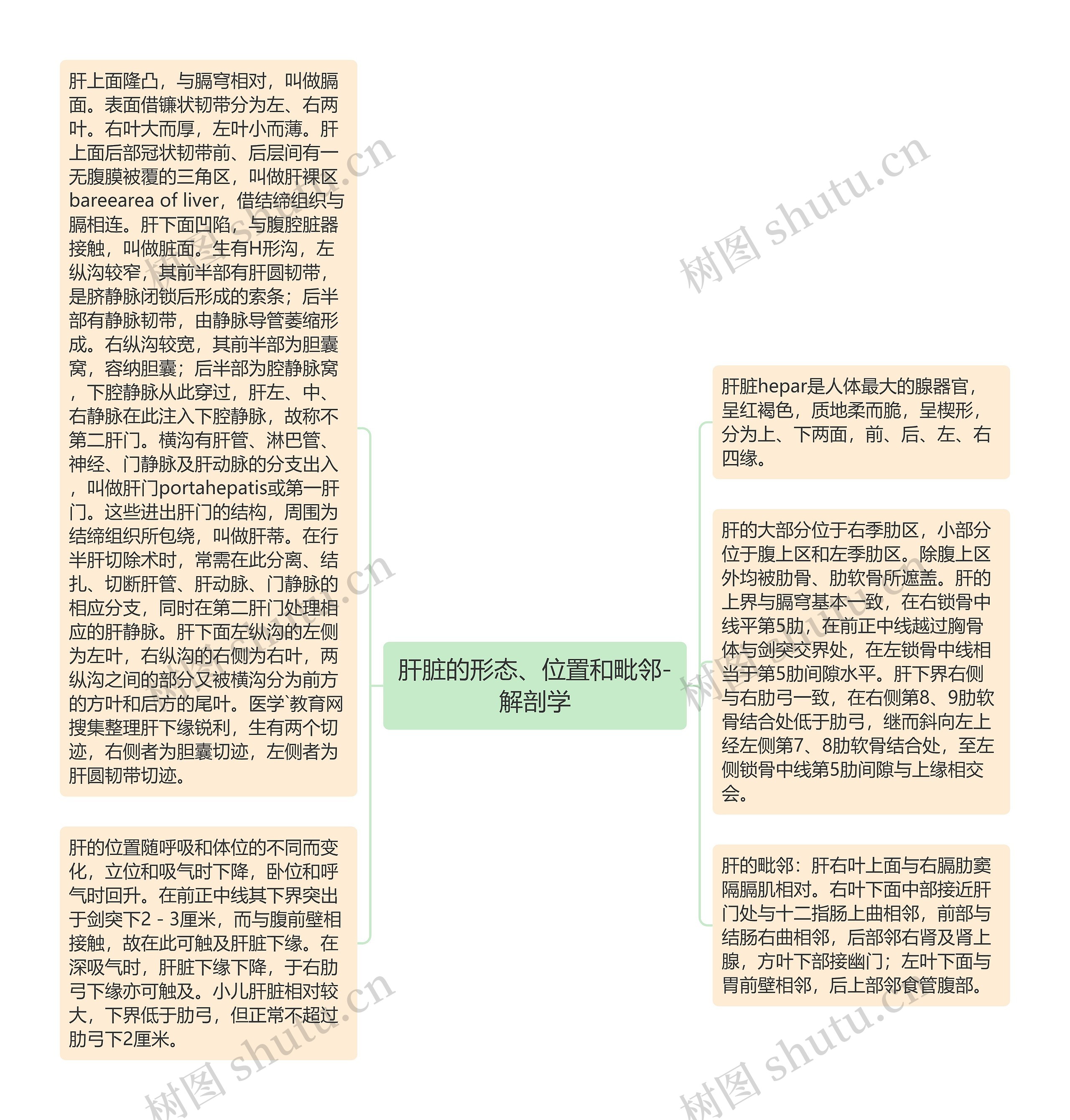 肝脏的形态、位置和毗邻-解剖学