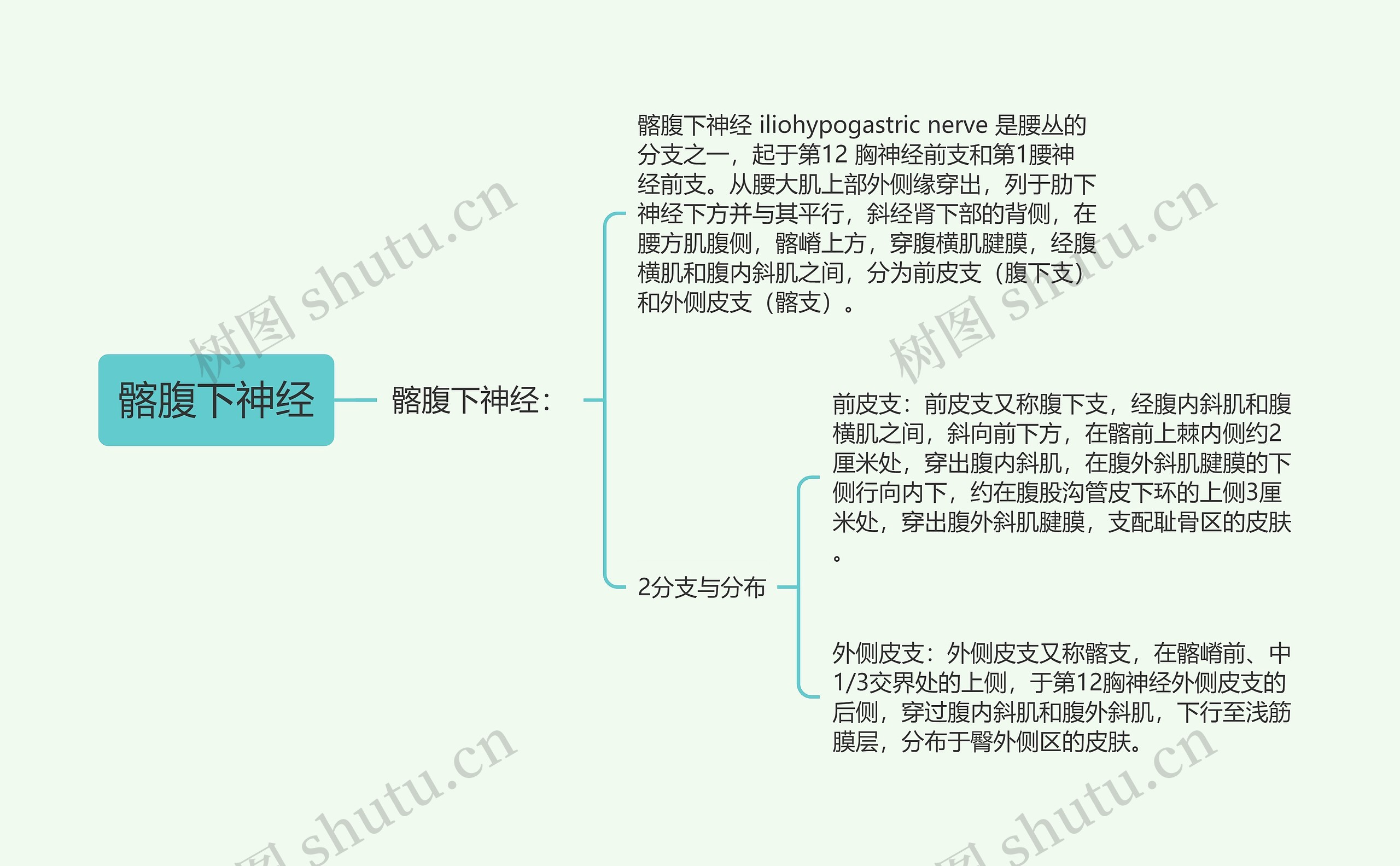 髂腹下神经思维导图