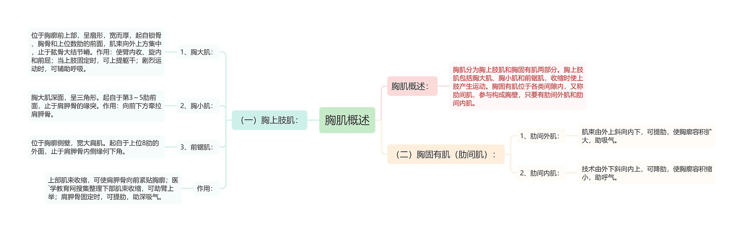 胸肌概述思维导图