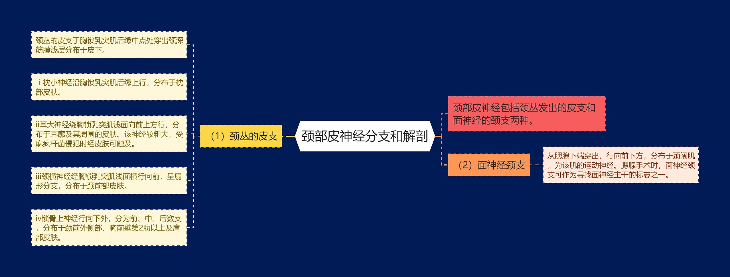 颈部皮神经分支和解剖