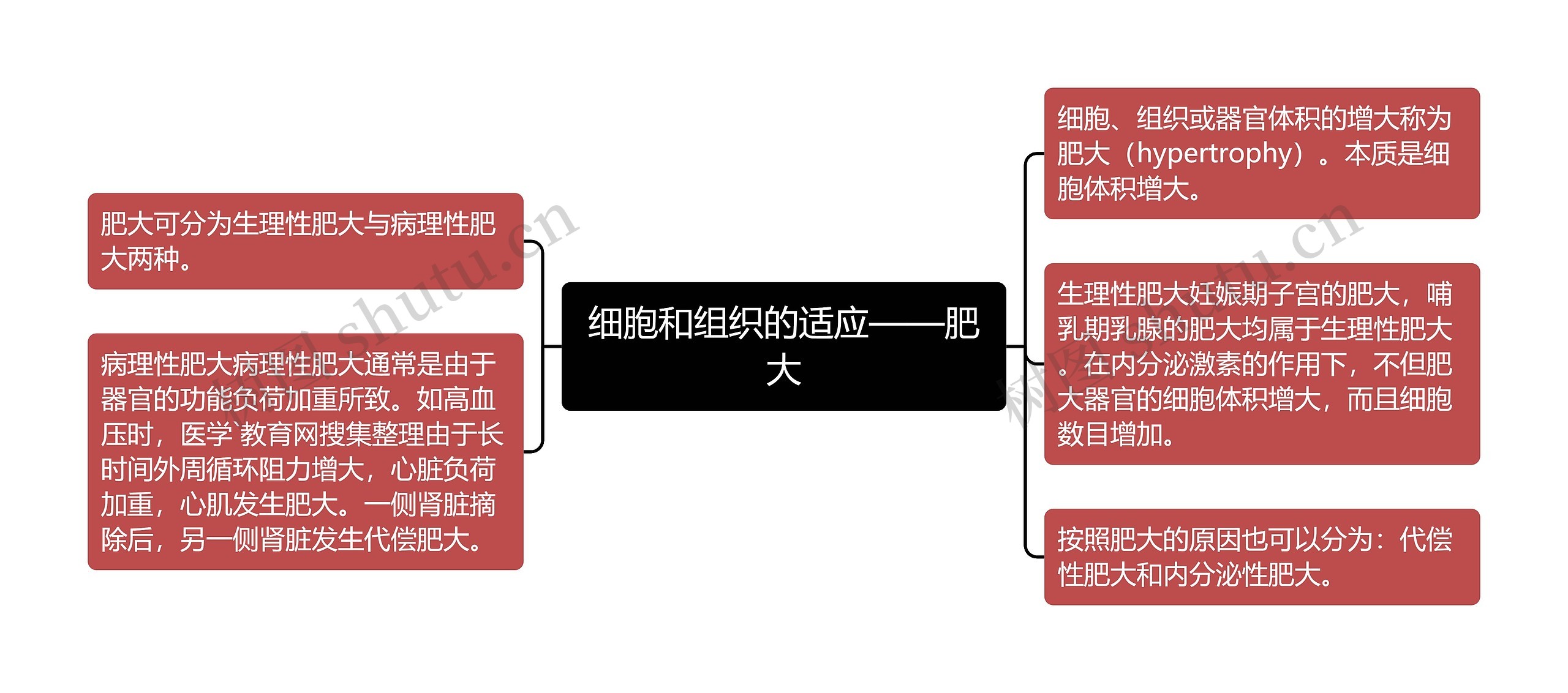 细胞和组织的适应——肥大