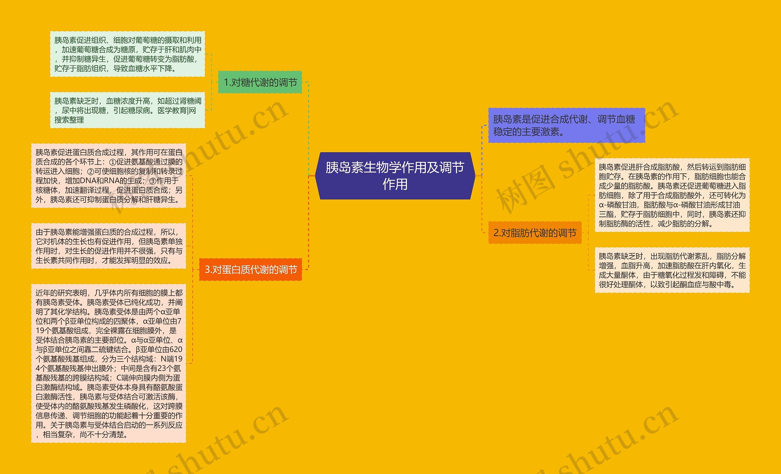胰岛素生物学作用及调节作用 胰岛素生物学作用及调节作用