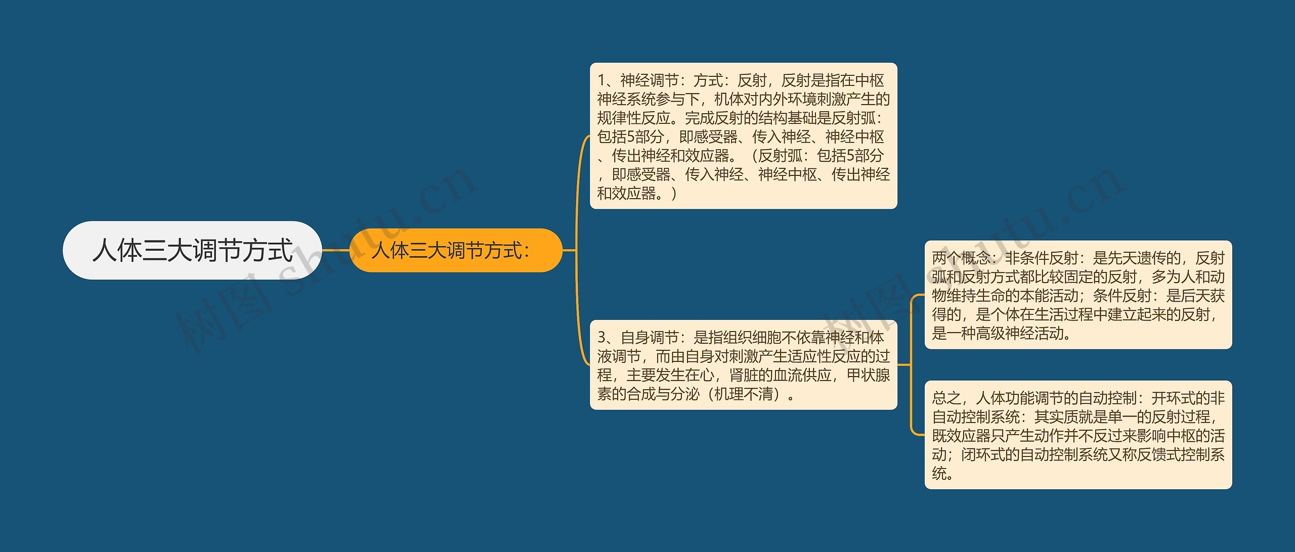 人体三大调节方式思维导图