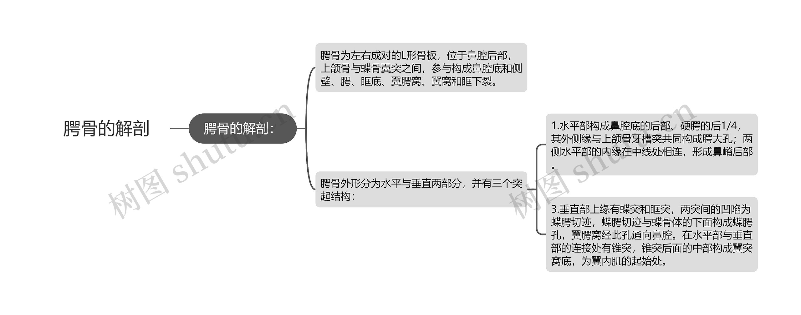 腭骨的解剖思维导图