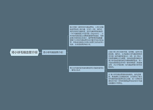 肾小球毛细血管介绍