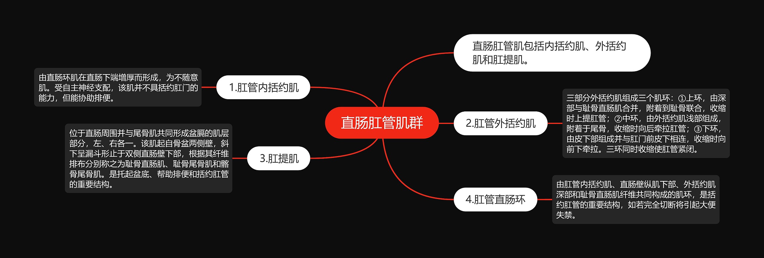 直肠肛管肌群思维导图