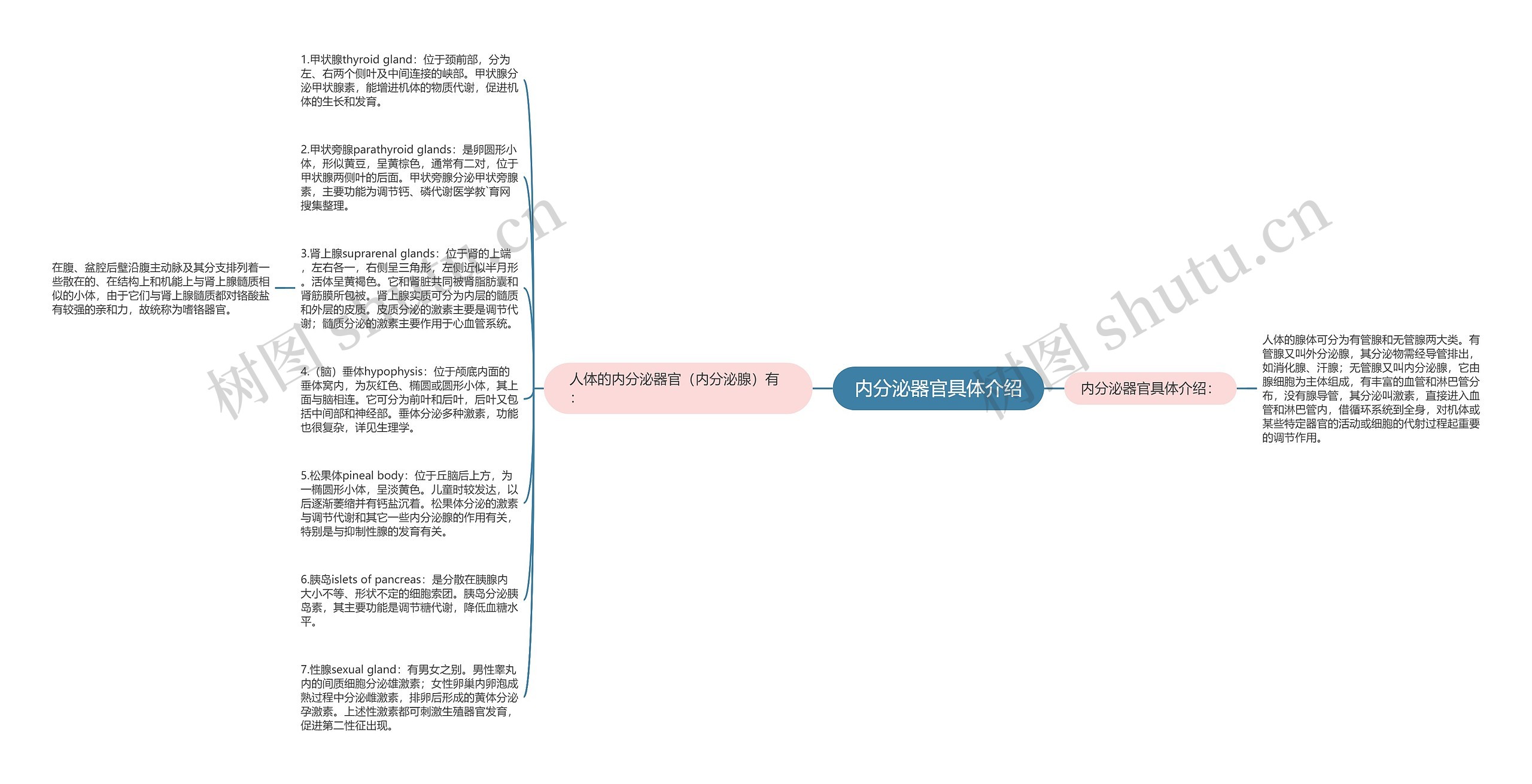 内分泌器官具体介绍