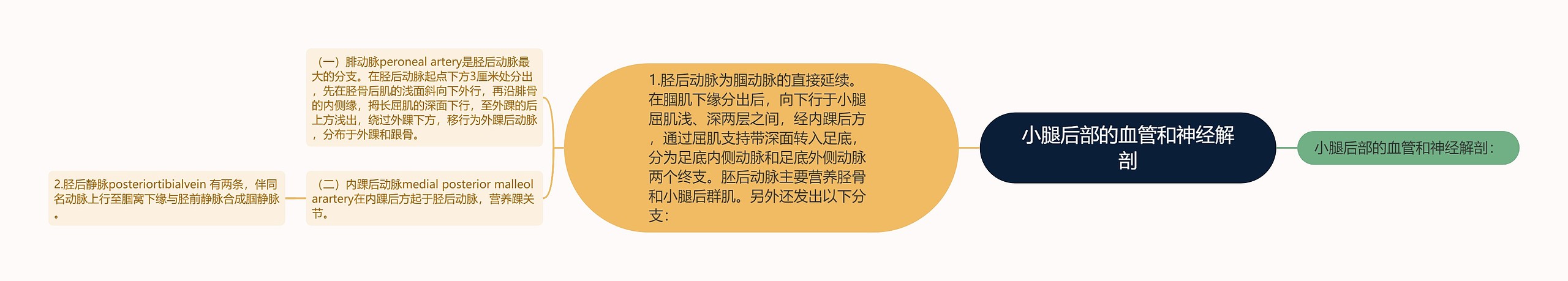 小腿后部的血管和神经解剖