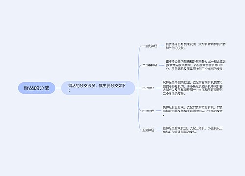 臂丛的分支