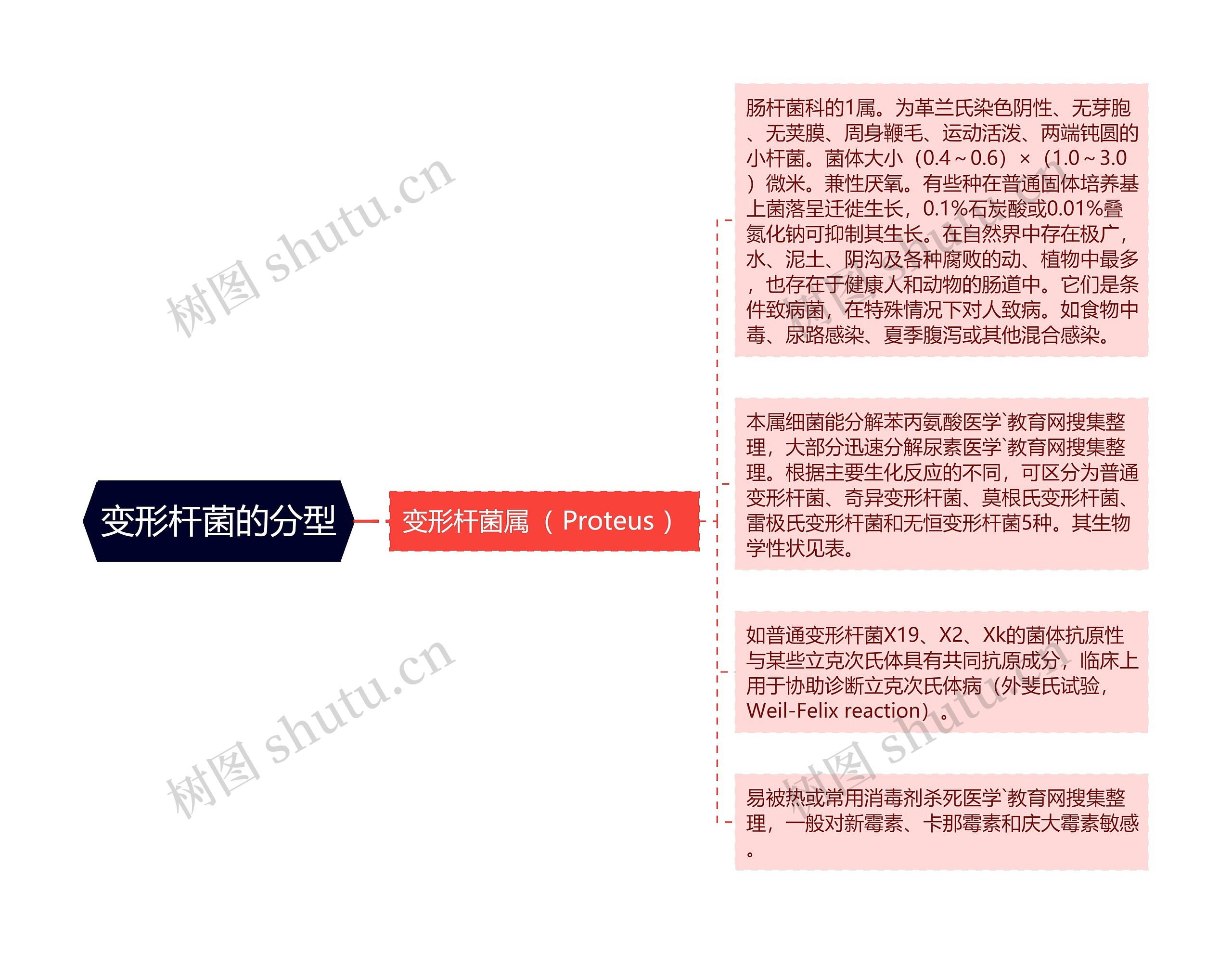 变形杆菌的分型 变形杆菌的分型