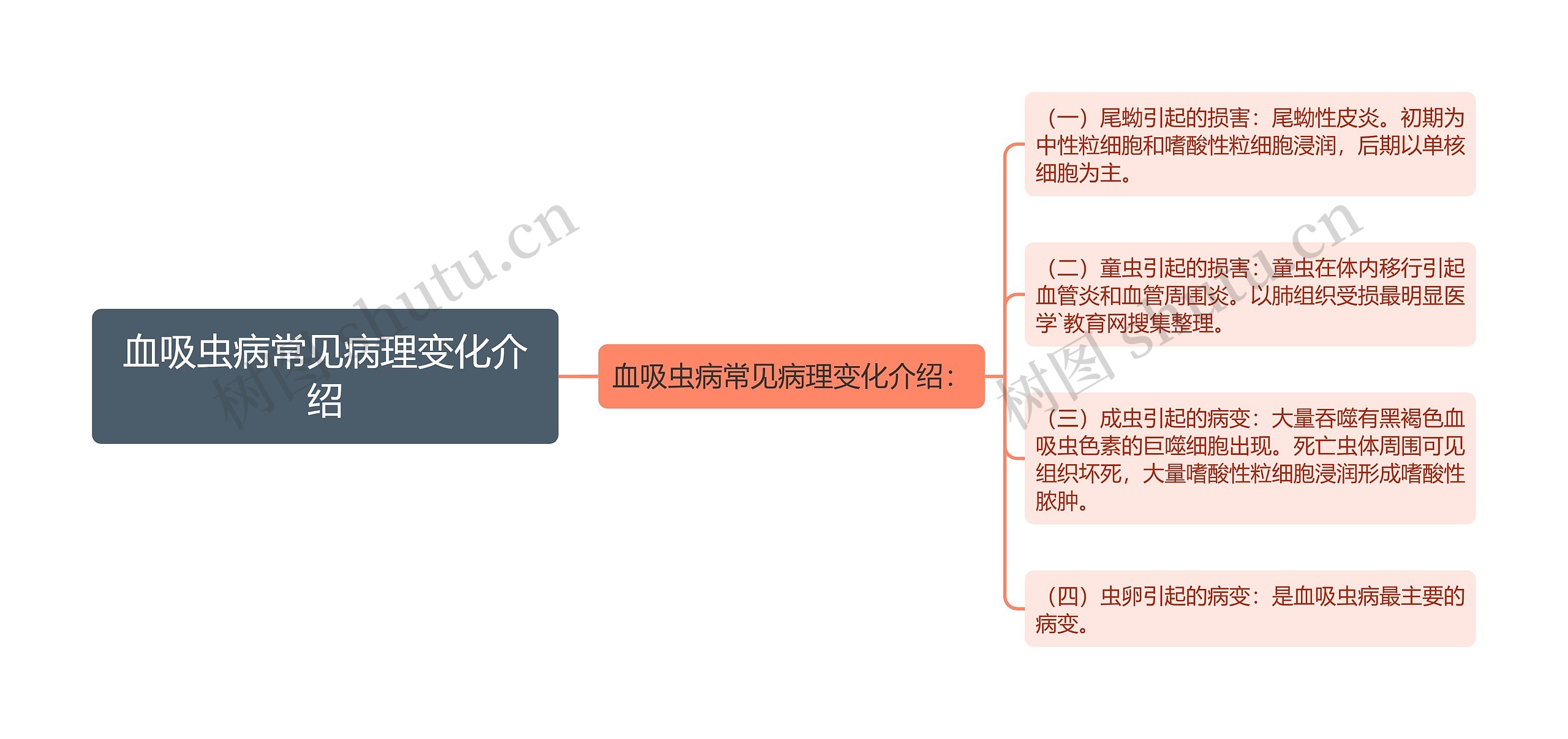 血吸虫病常见病理变化介绍思维导图