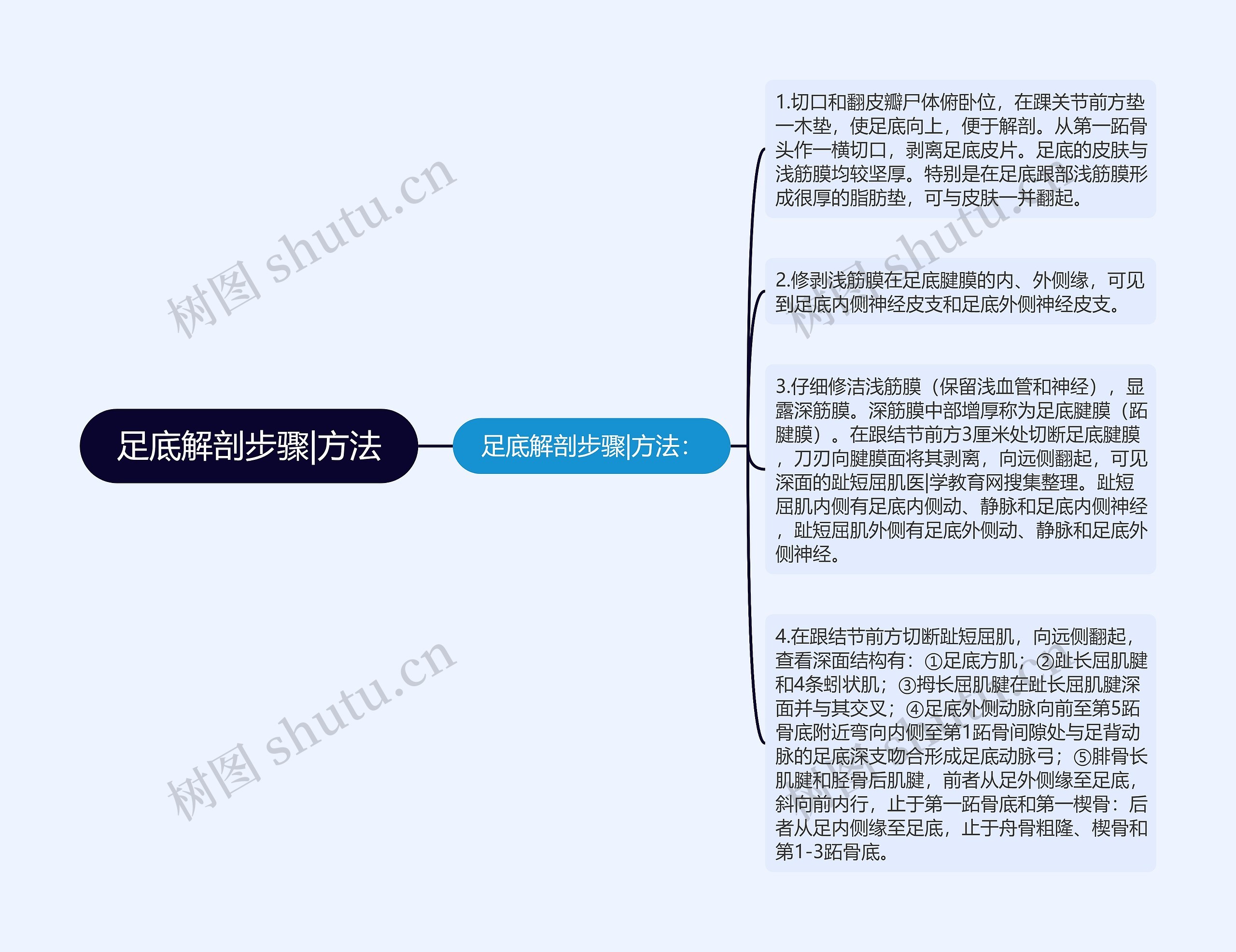 足底解剖步骤|方法