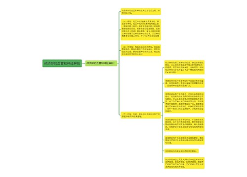 颅顶部的血管和神经解剖