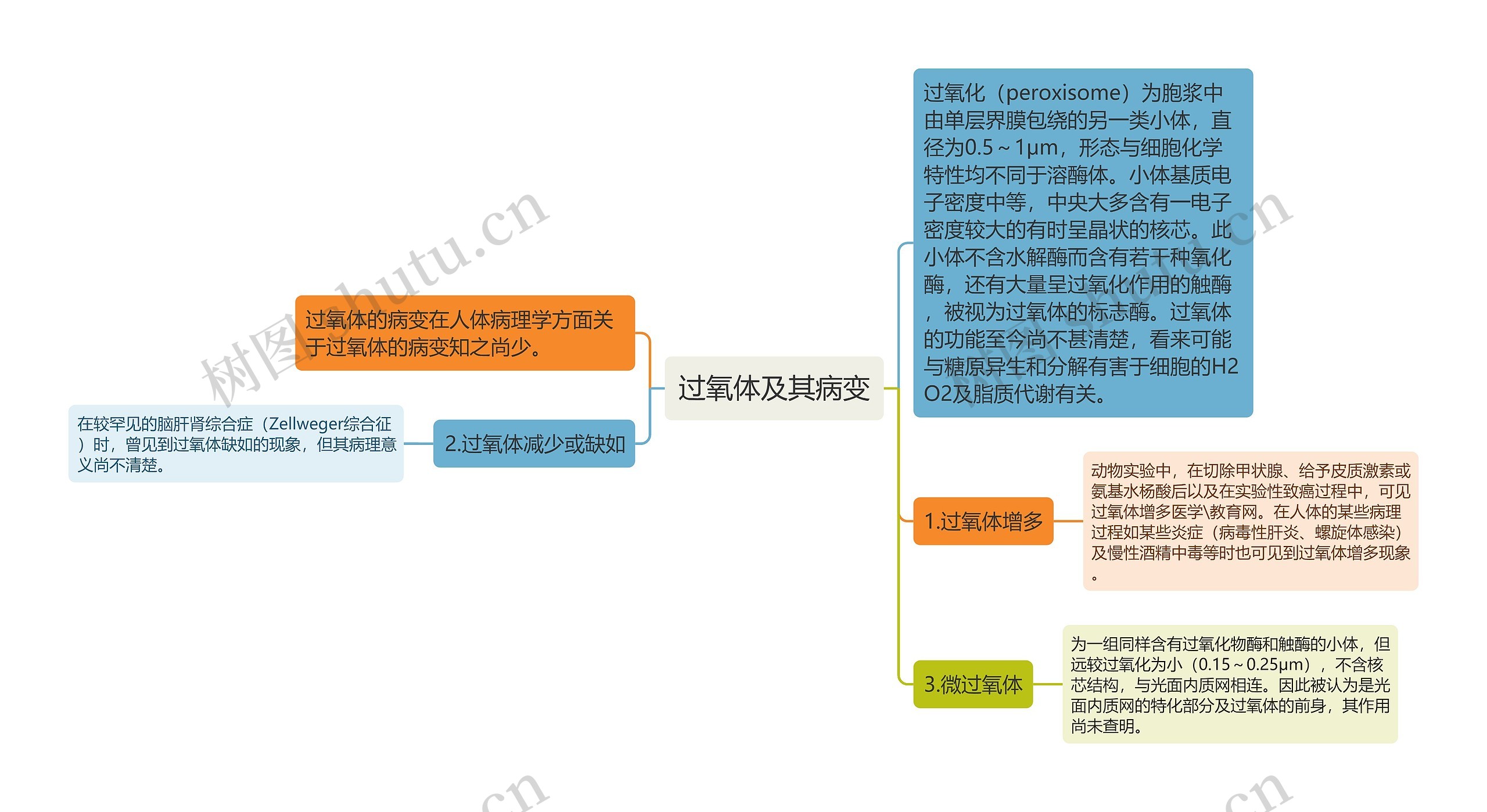 过氧体及其病变 过氧体及其病变