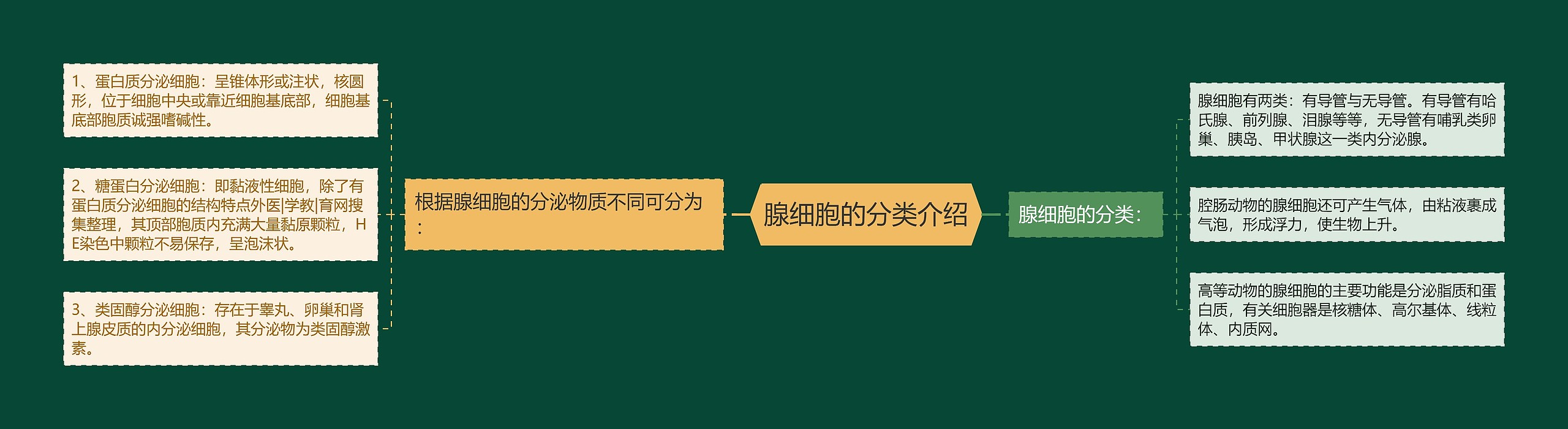 腺细胞的分类介绍 腺细胞的分类介绍