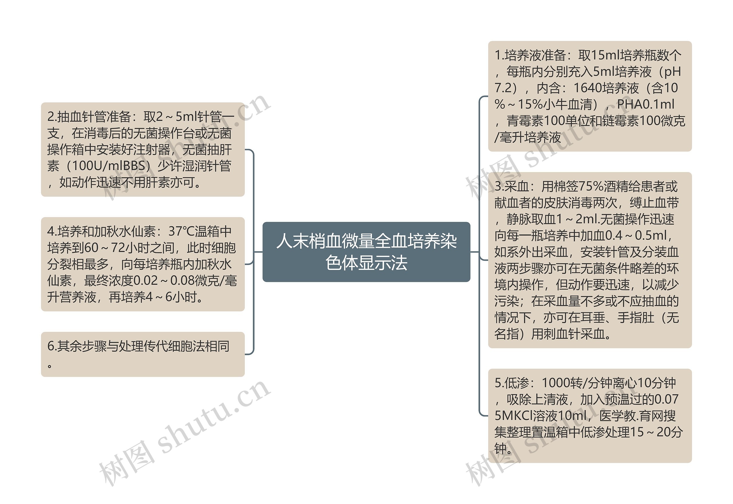 人末梢血微量全血培养染色体显示法