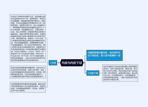 内皮与内皮下层