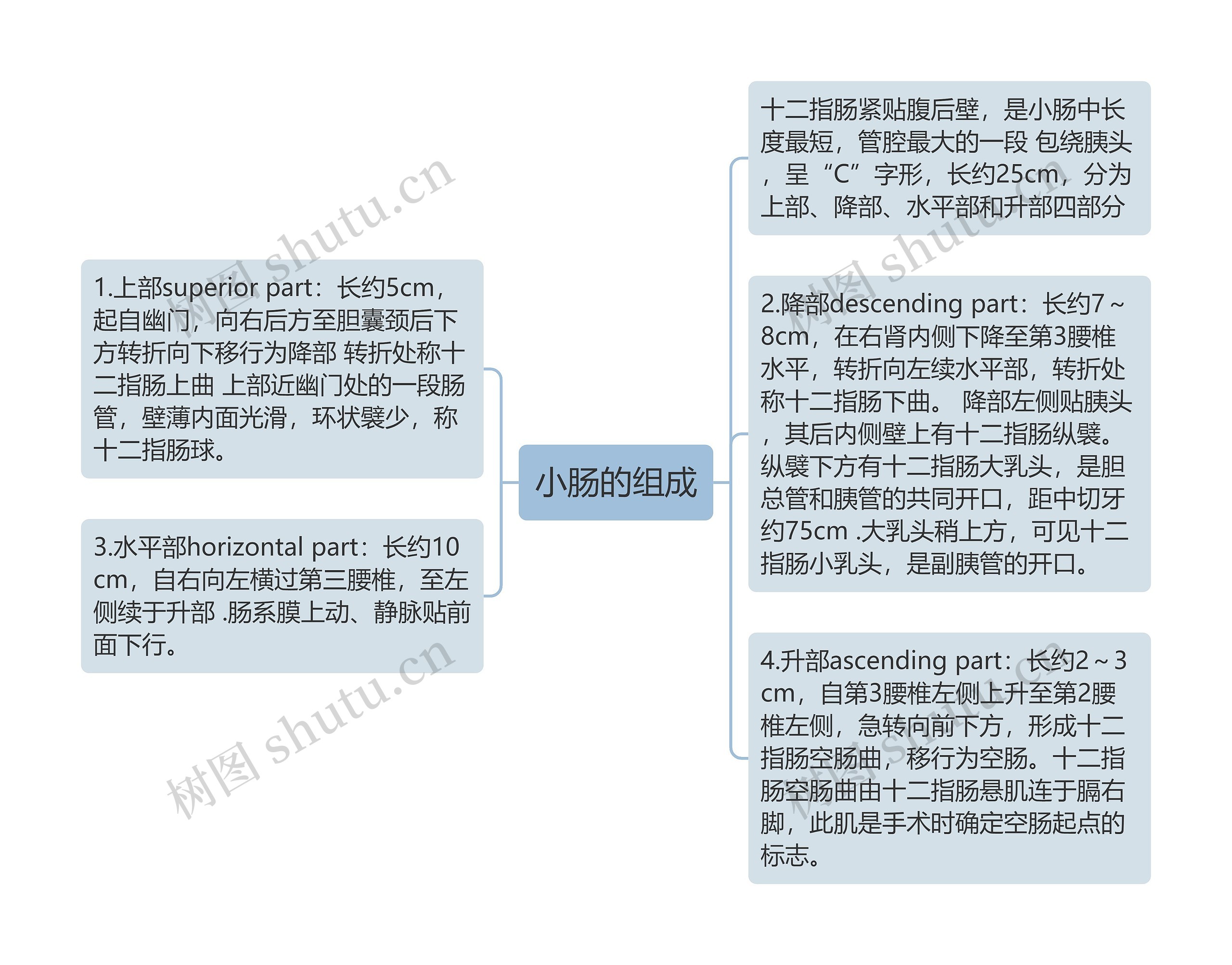 小肠的组成