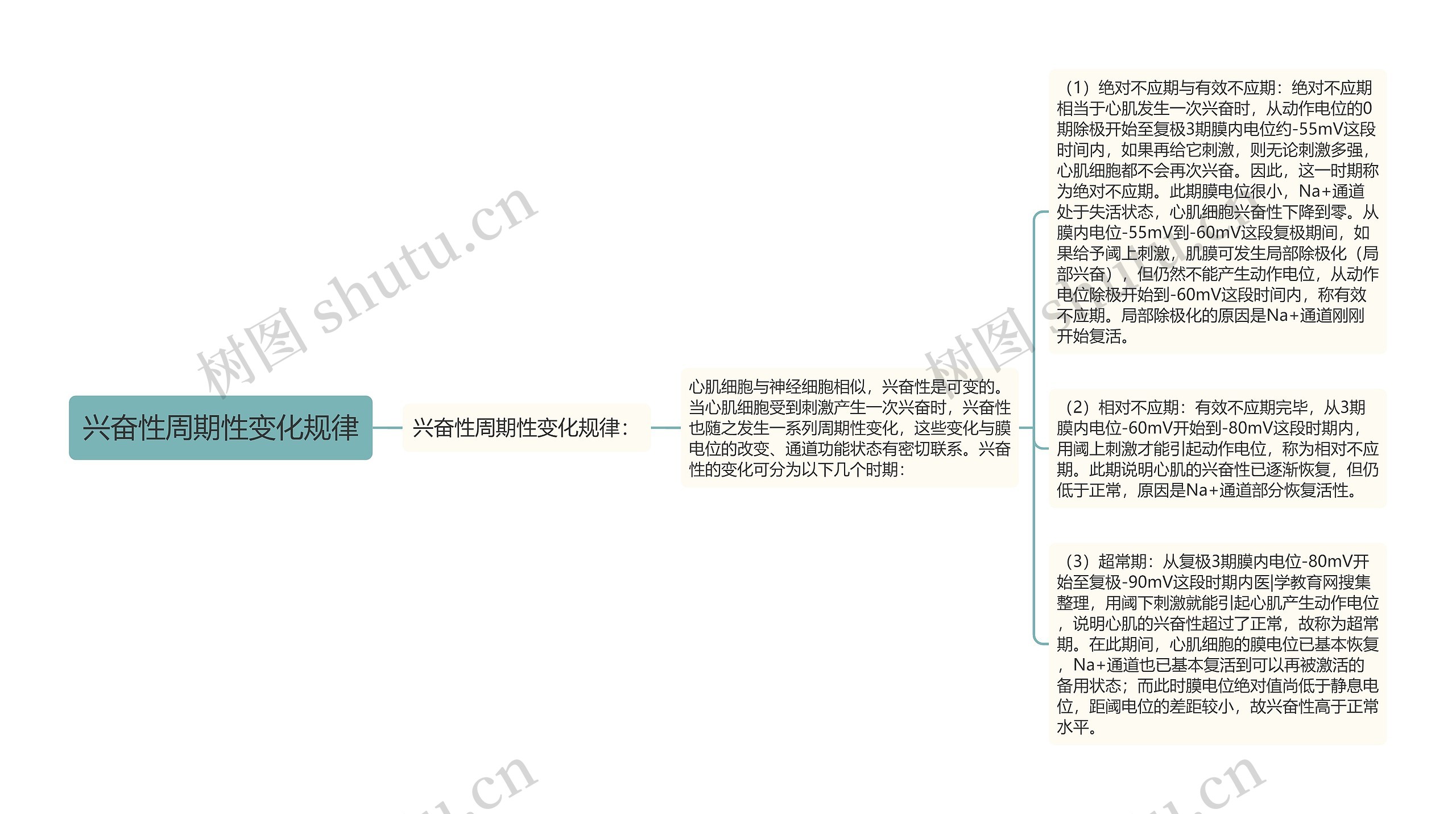 兴奋性周期性变化规律思维导图