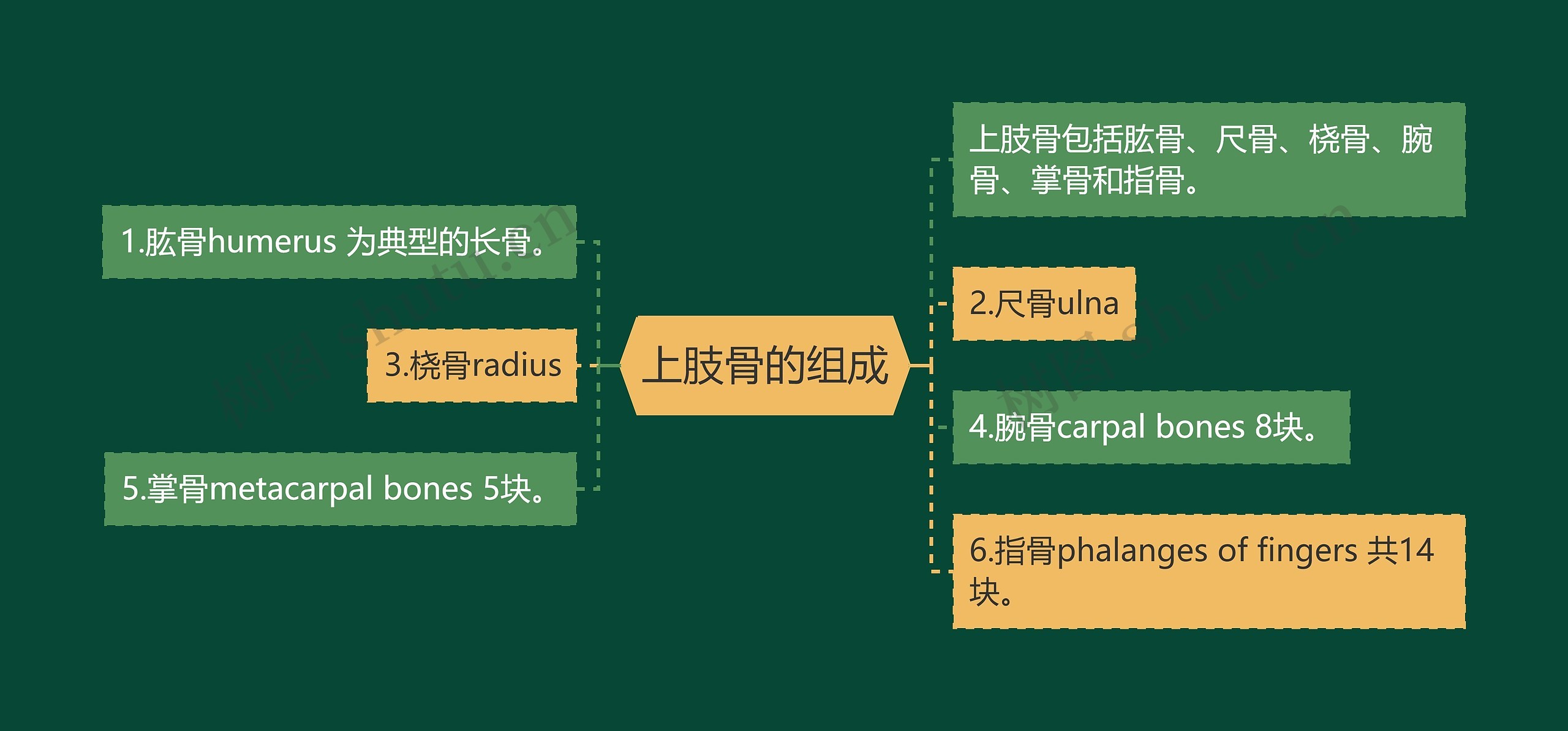 上肢骨的组成