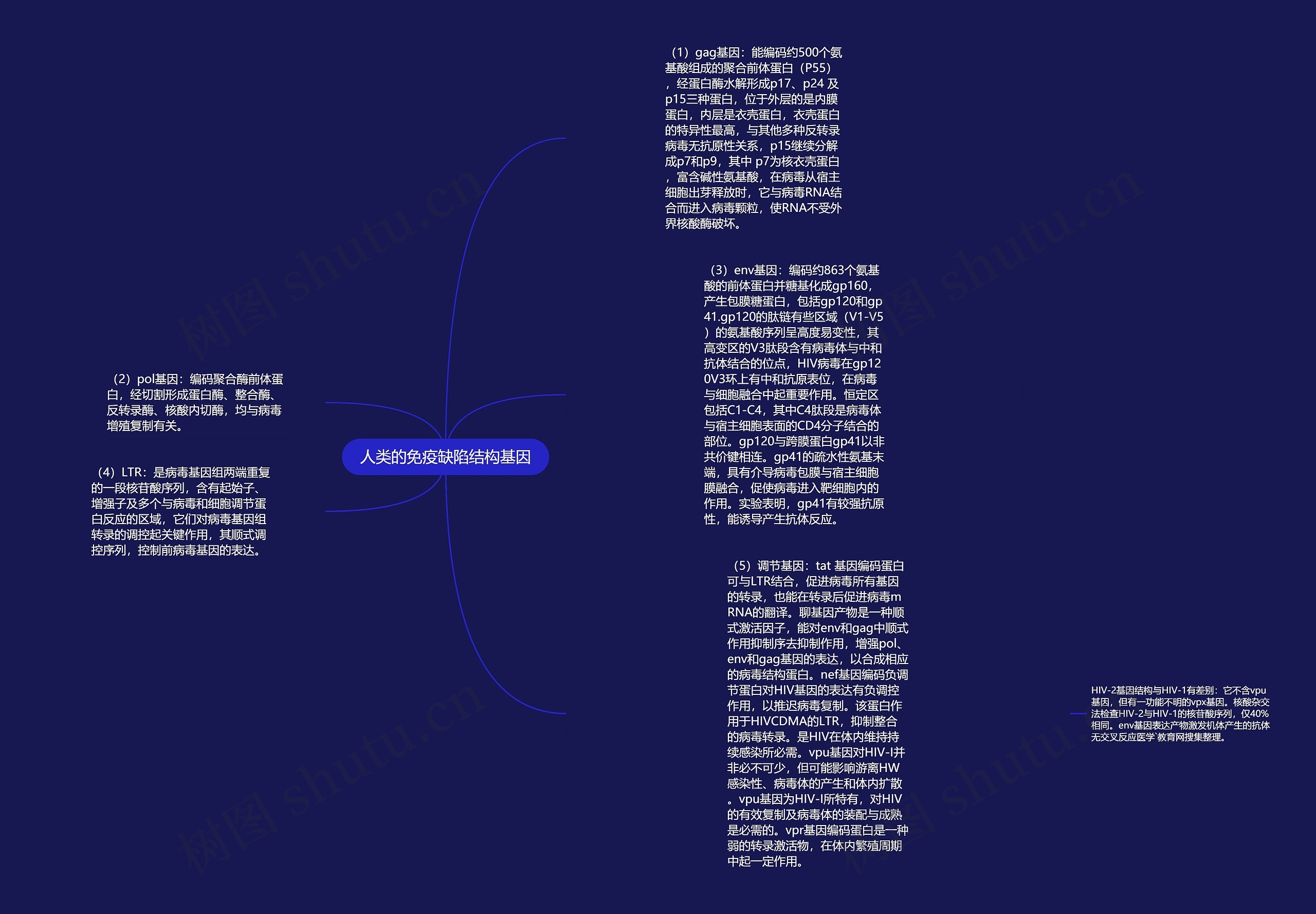 人类的免疫缺陷结构基因