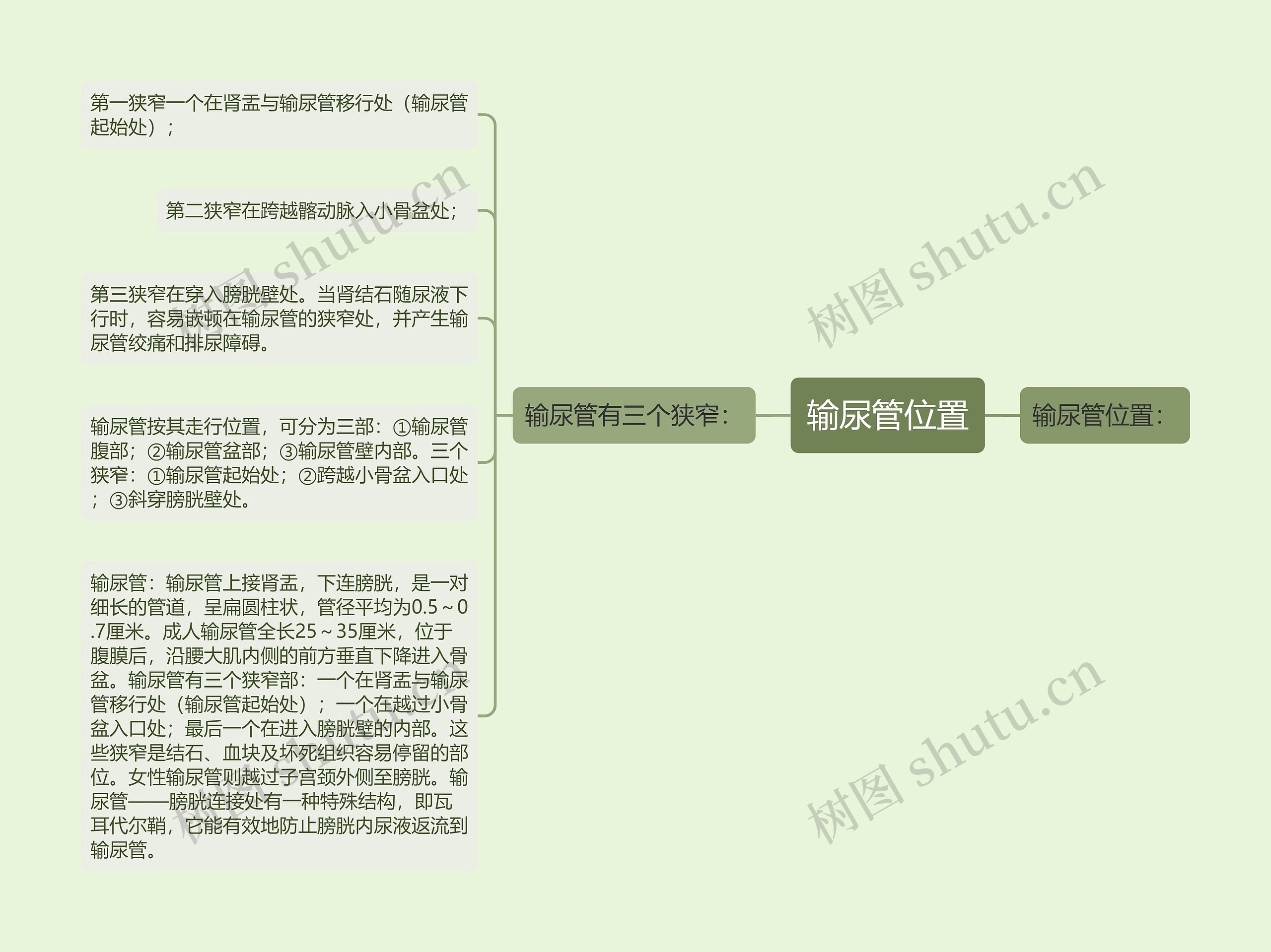 输尿管位置思维导图