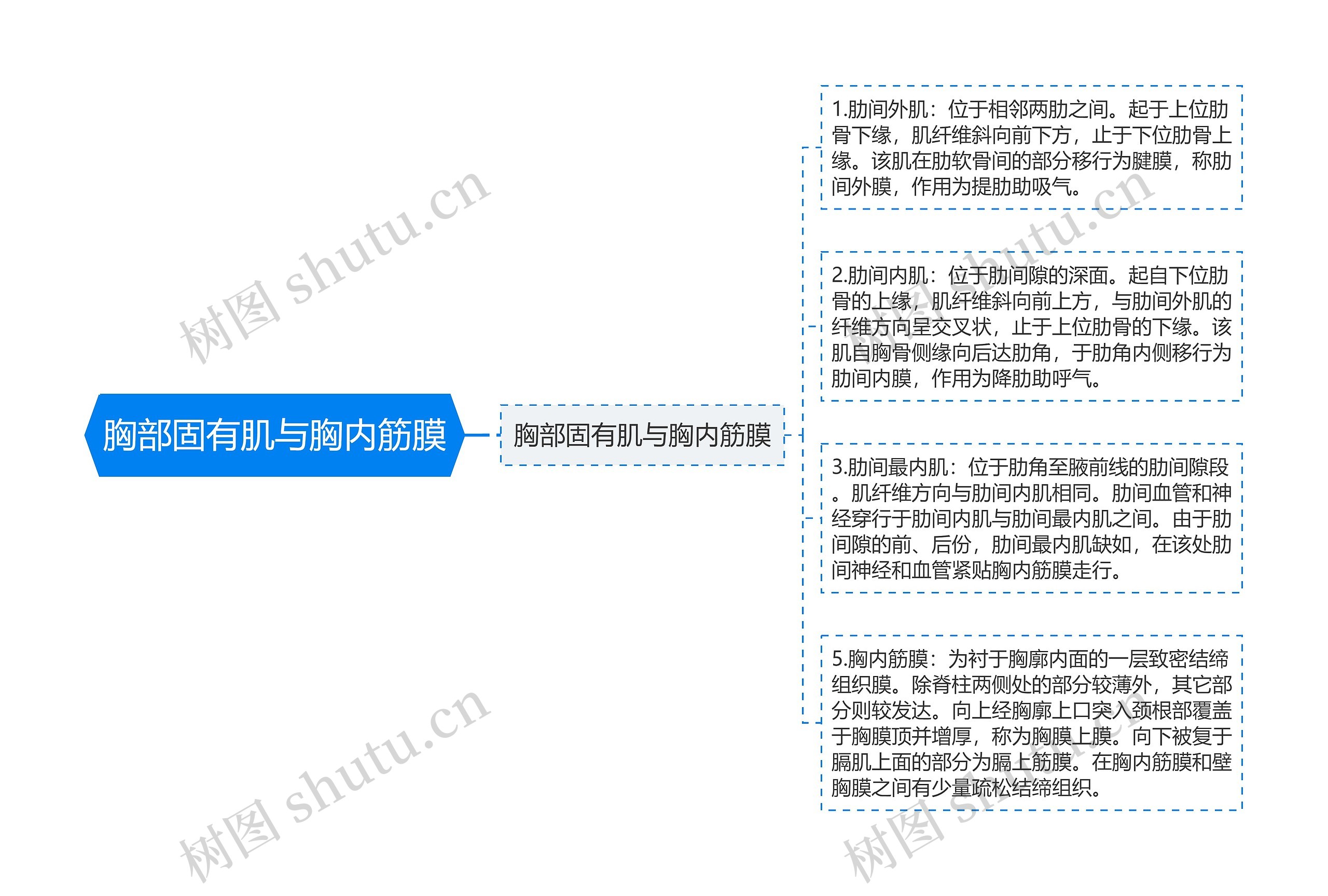 胸部固有肌与胸内筋膜思维导图