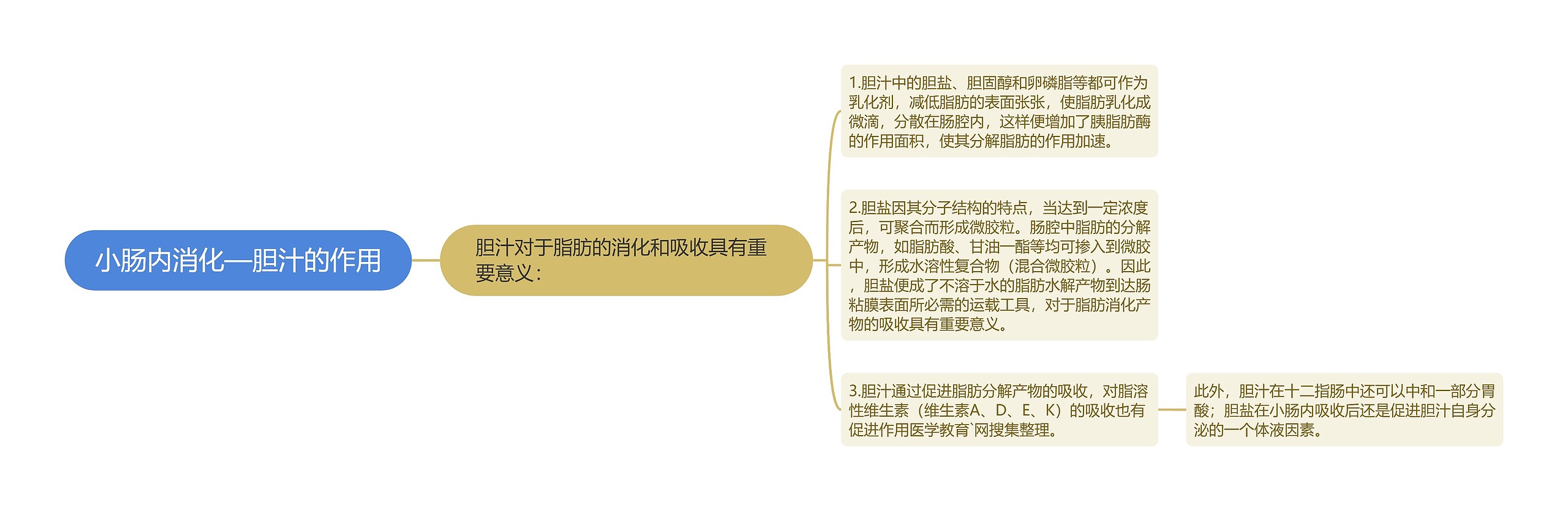 小肠内消化—胆汁的作用 小肠内消化—胆汁的作用