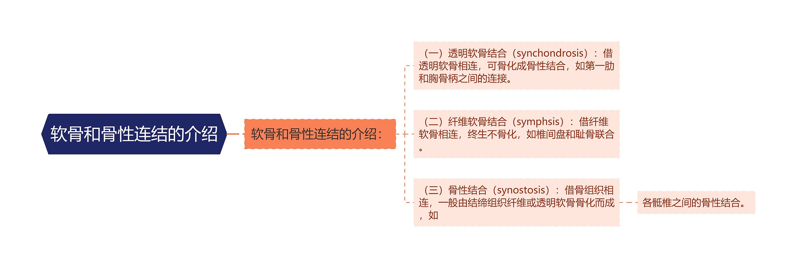 软骨和骨性连结的介绍思维导图