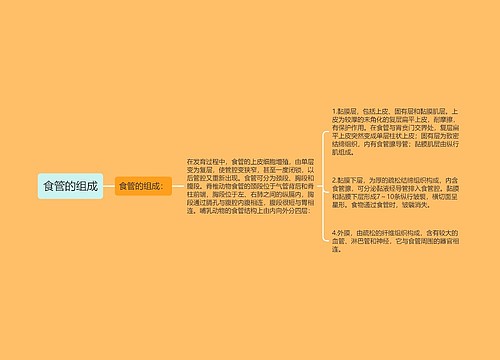 食管的组成
