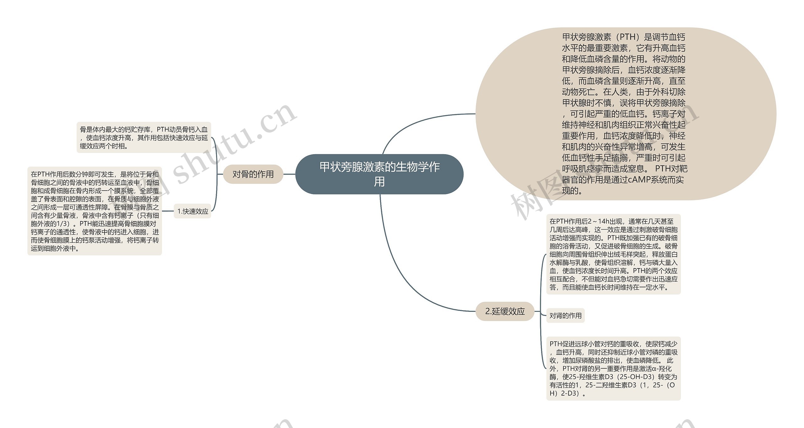 甲状旁腺激素的生物学作用