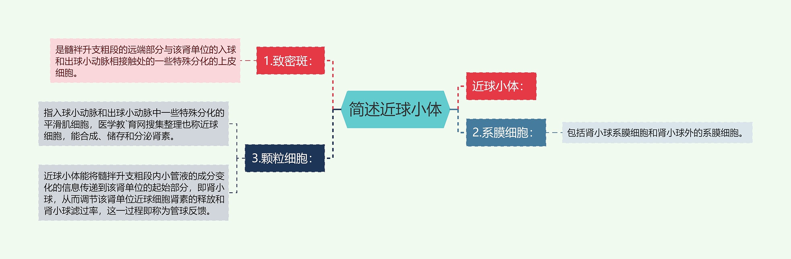 简述近球小体思维导图