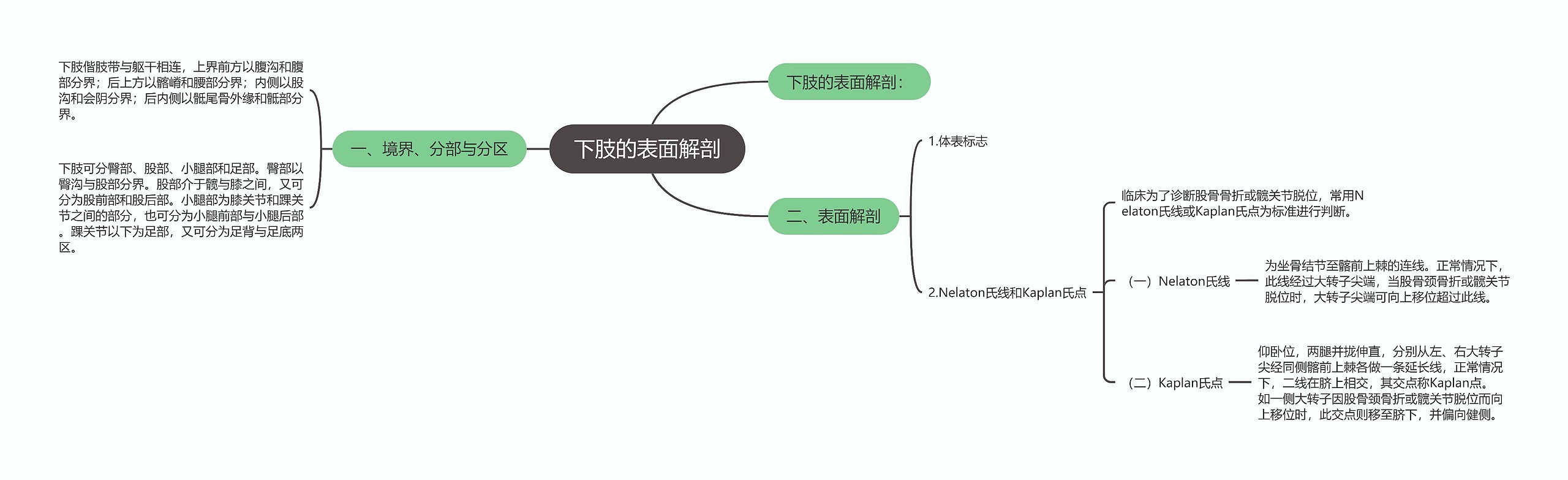 下肢的表面解剖