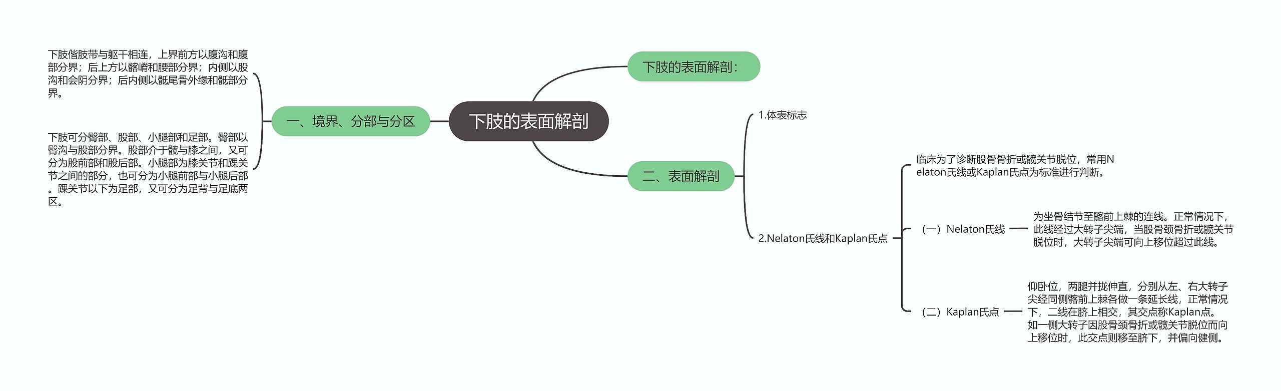 下肢的表面解剖思维导图