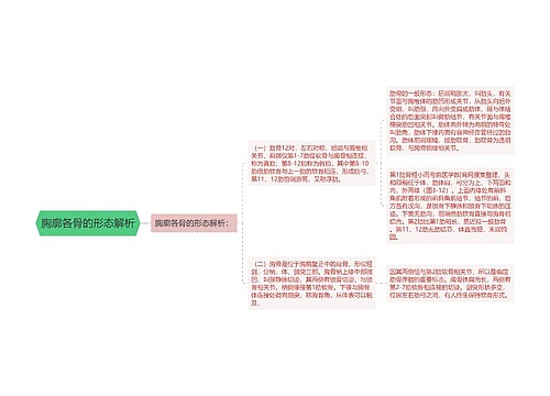 胸廓各骨的形态解析