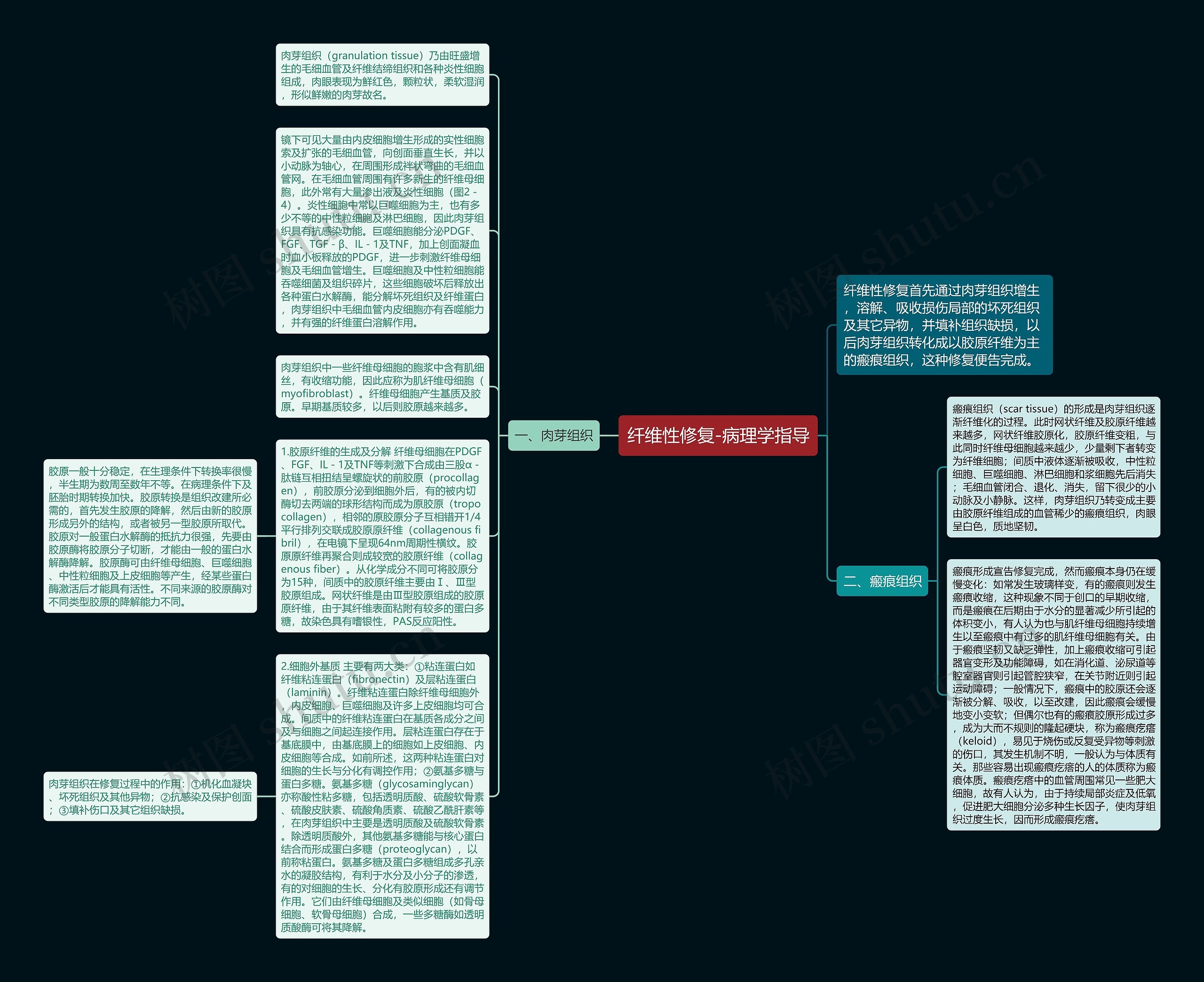 纤维性修复-病理学指导思维导图